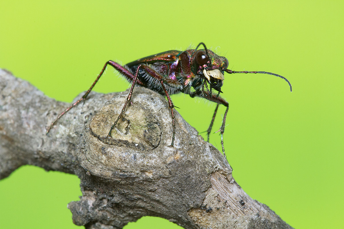 Cicindela campestris