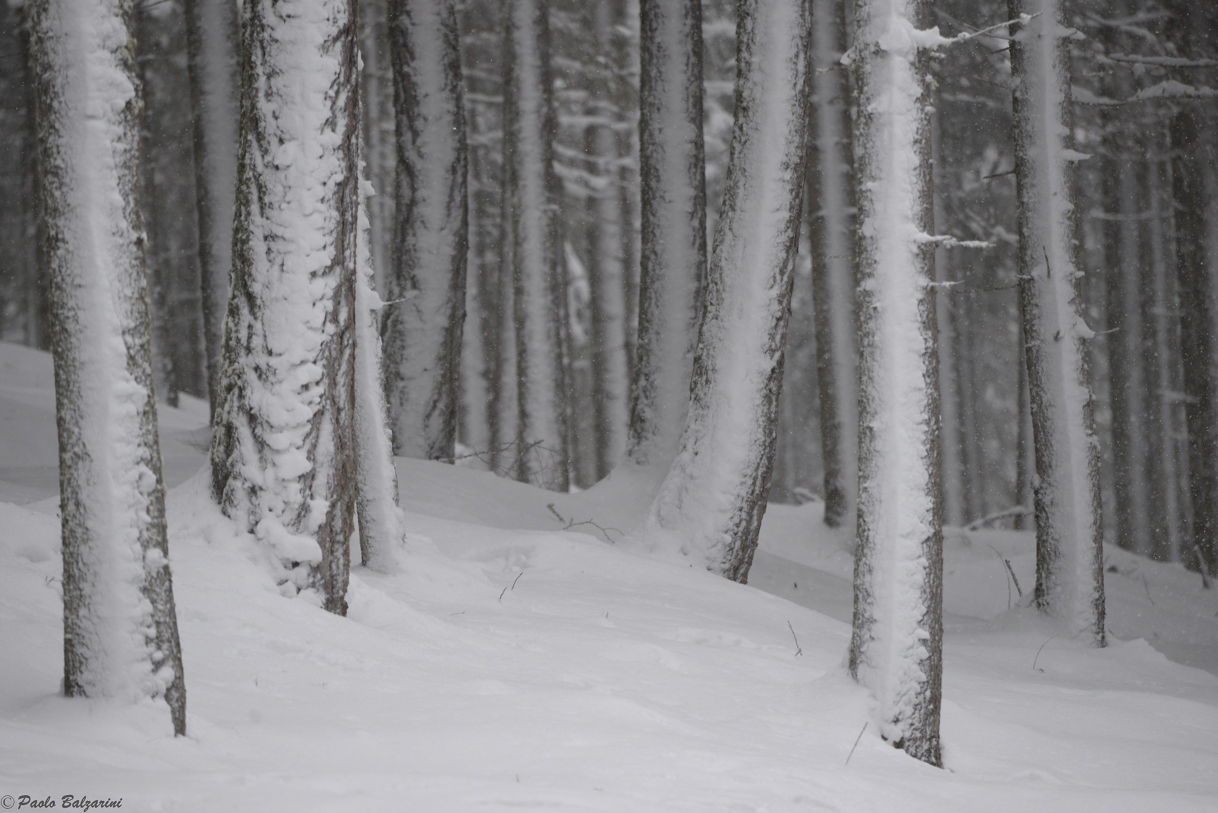 Expression of a forest under a heavy snowfall.