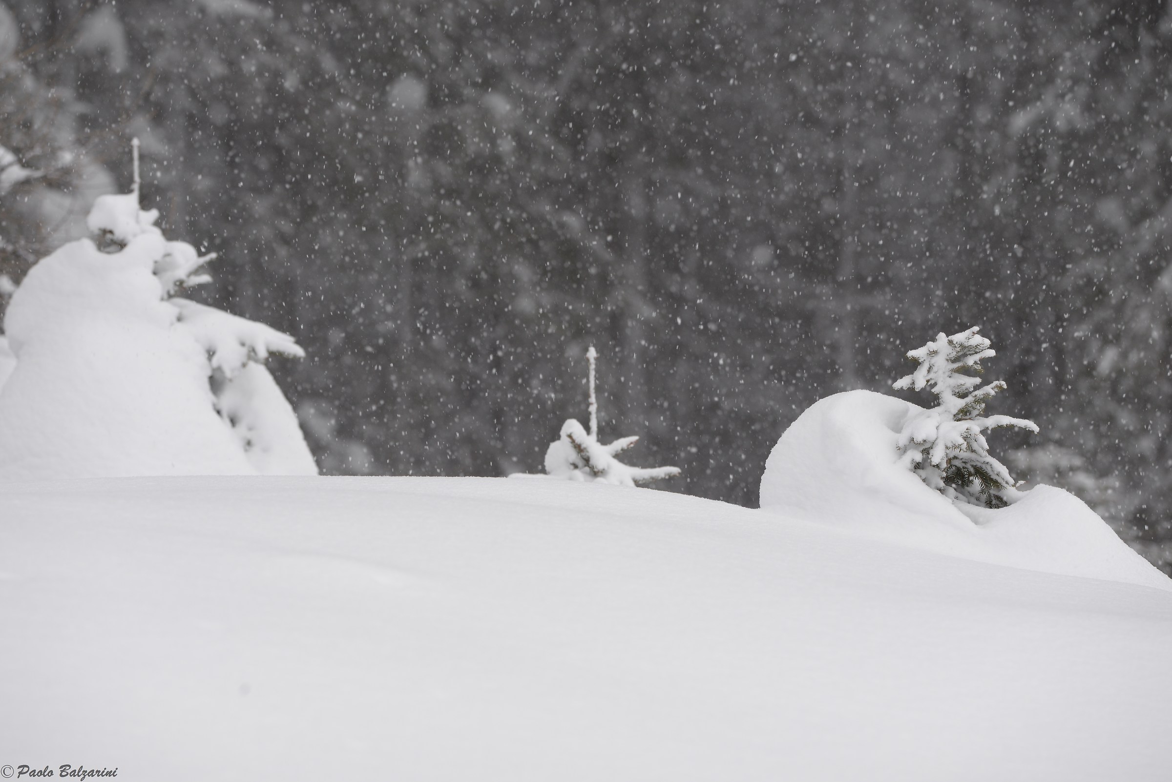 The snow falls silent and everything seems enchanted.