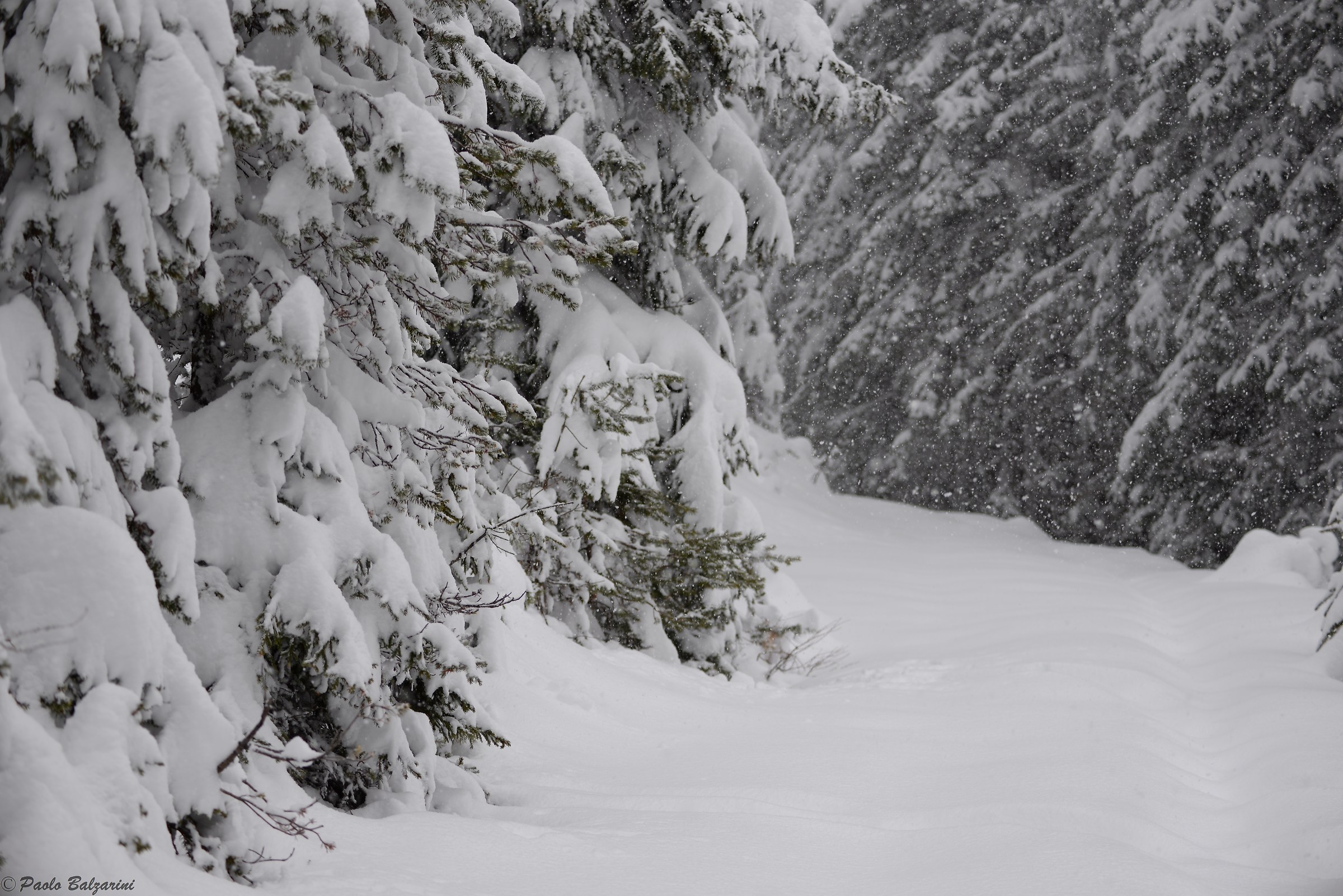 mountain trail covered in a blanket of snow.