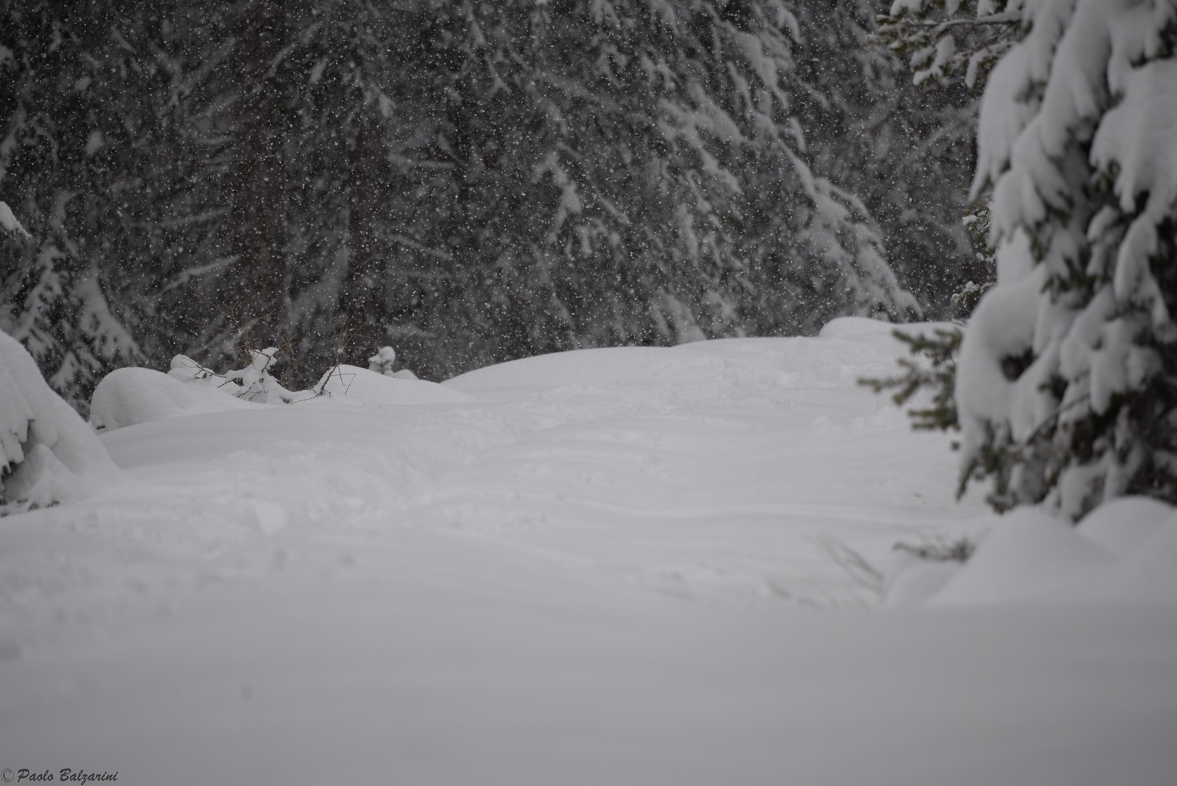 Rediscover nature under a heavy snowfall.