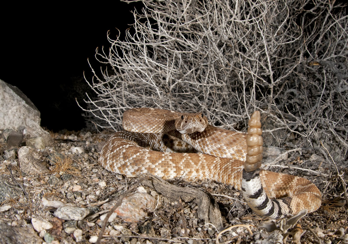 Crotalus ruber - California