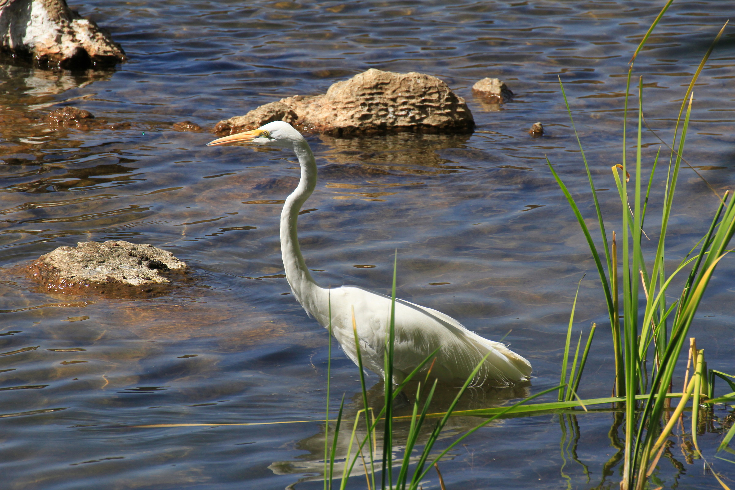 intermediate egret