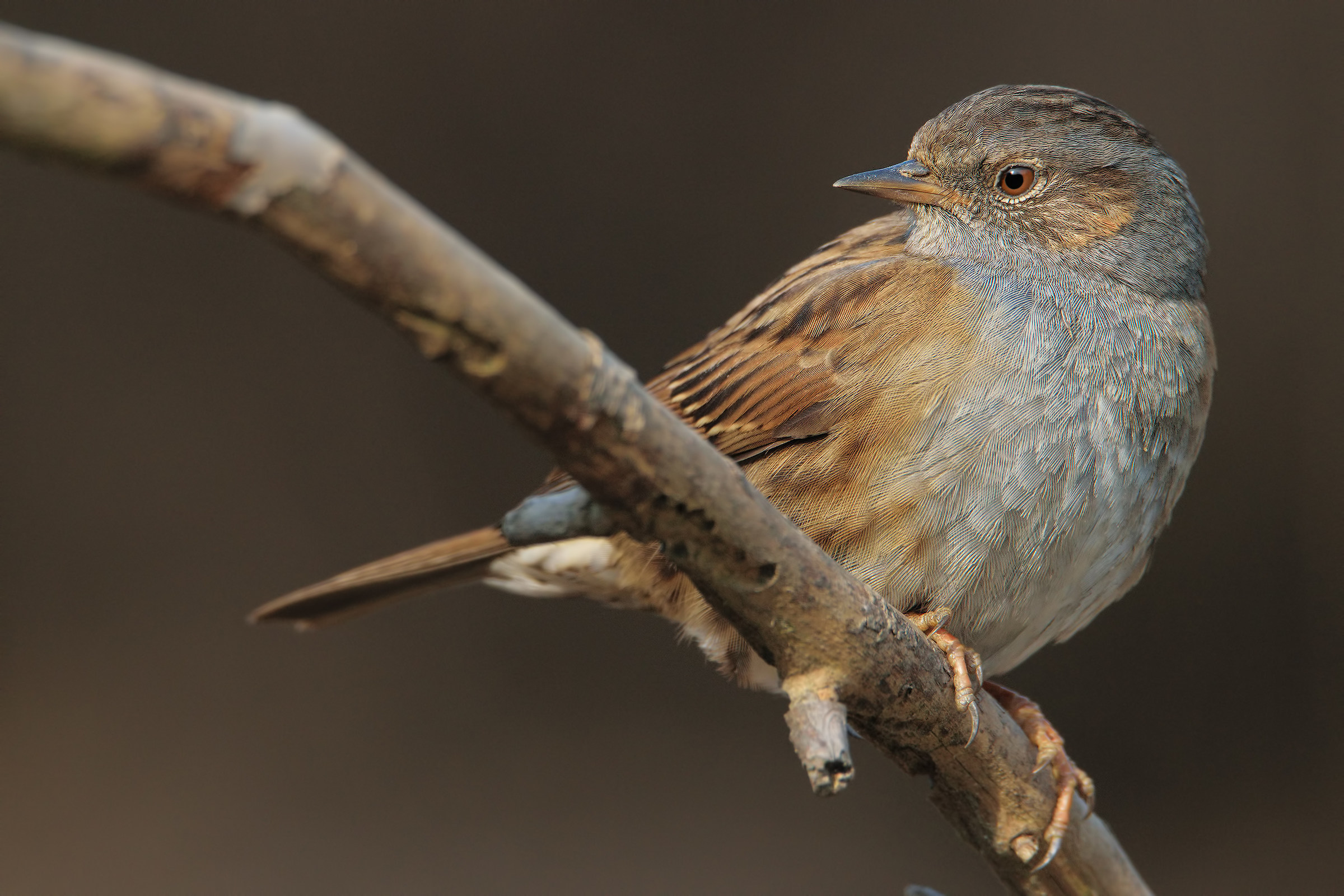 Dunnock