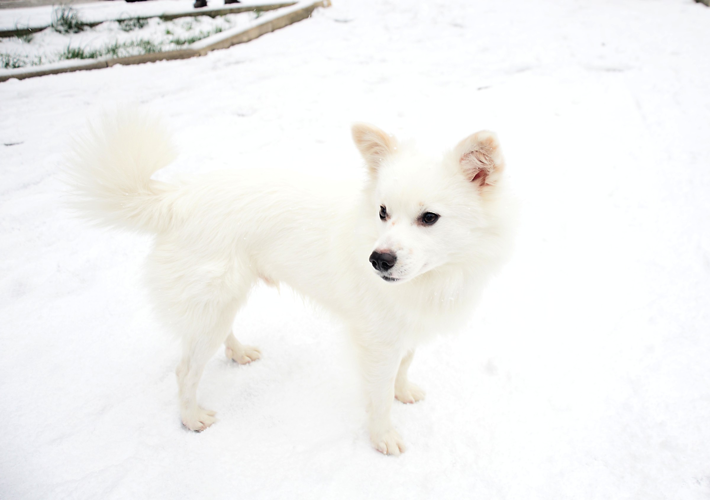 Un volpino delle nevi :P