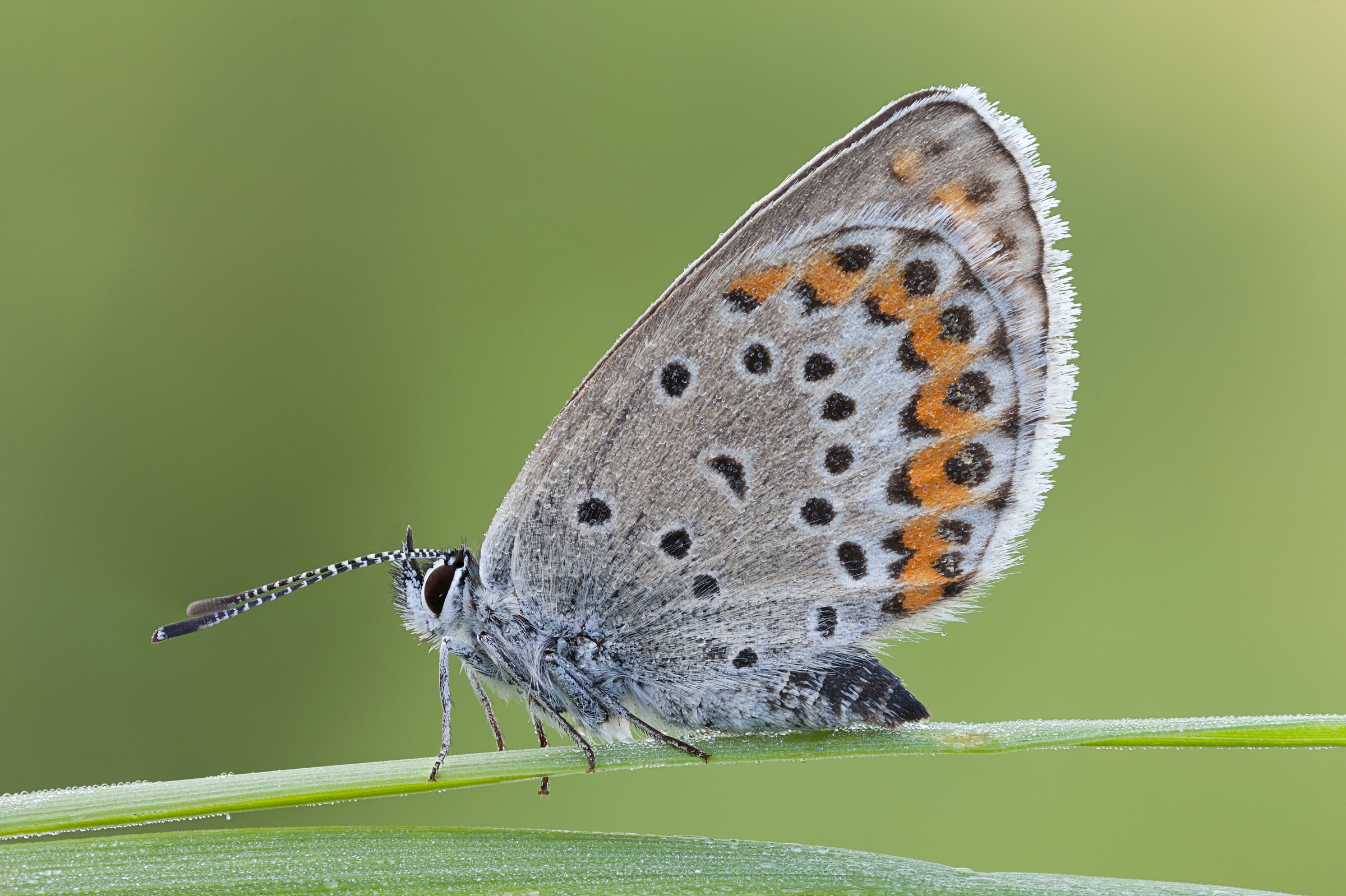 Plebejus sp.