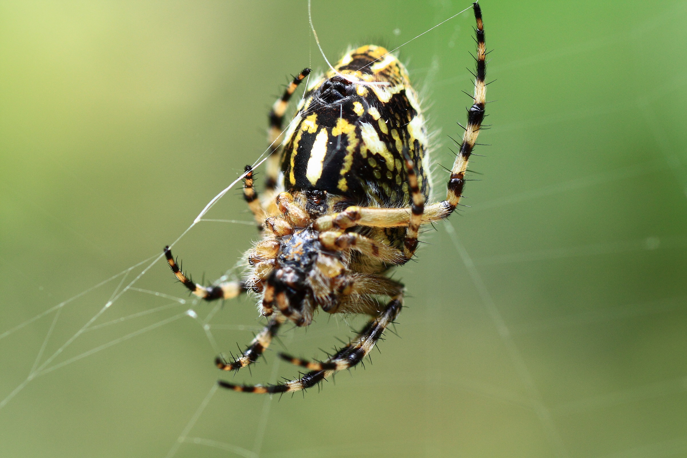 tiger spider
