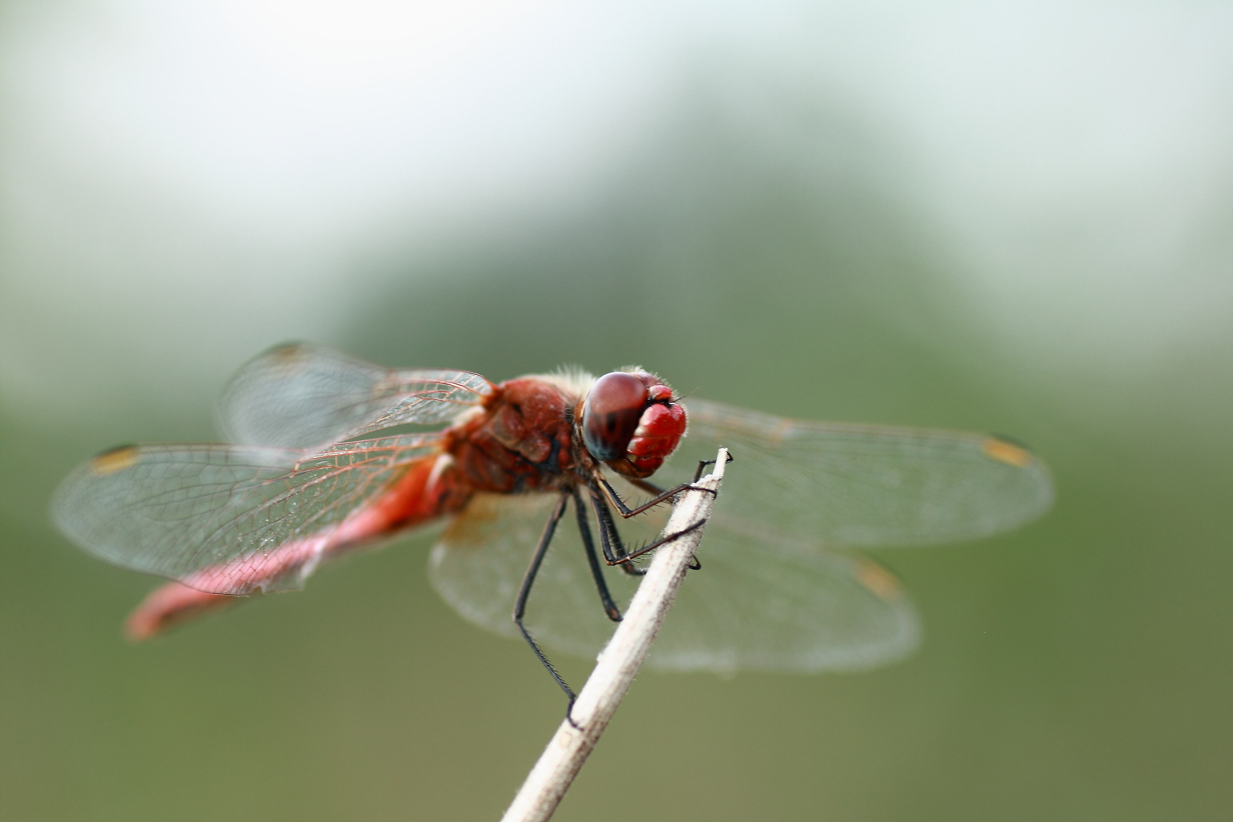 dragonfly