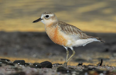 Charadrius obscurus