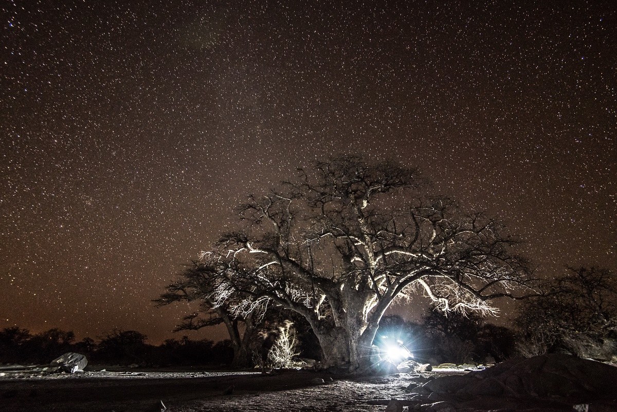 La notte del Baobab.