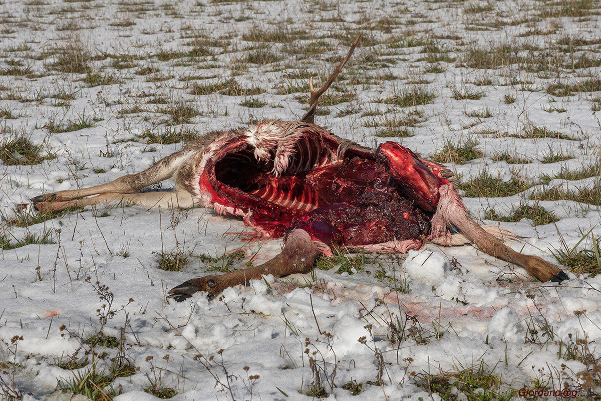 La preda del lupo  2