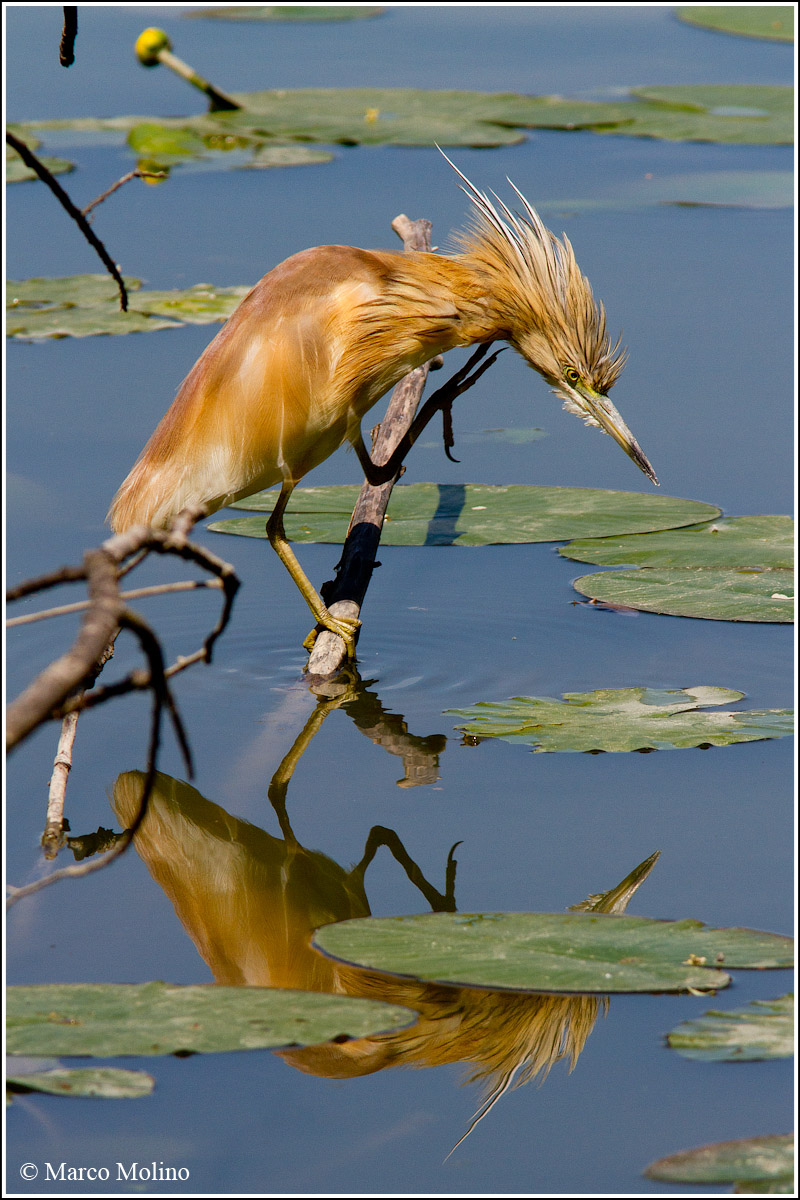 Ardeola ralloides - Sgarza ciuffetto