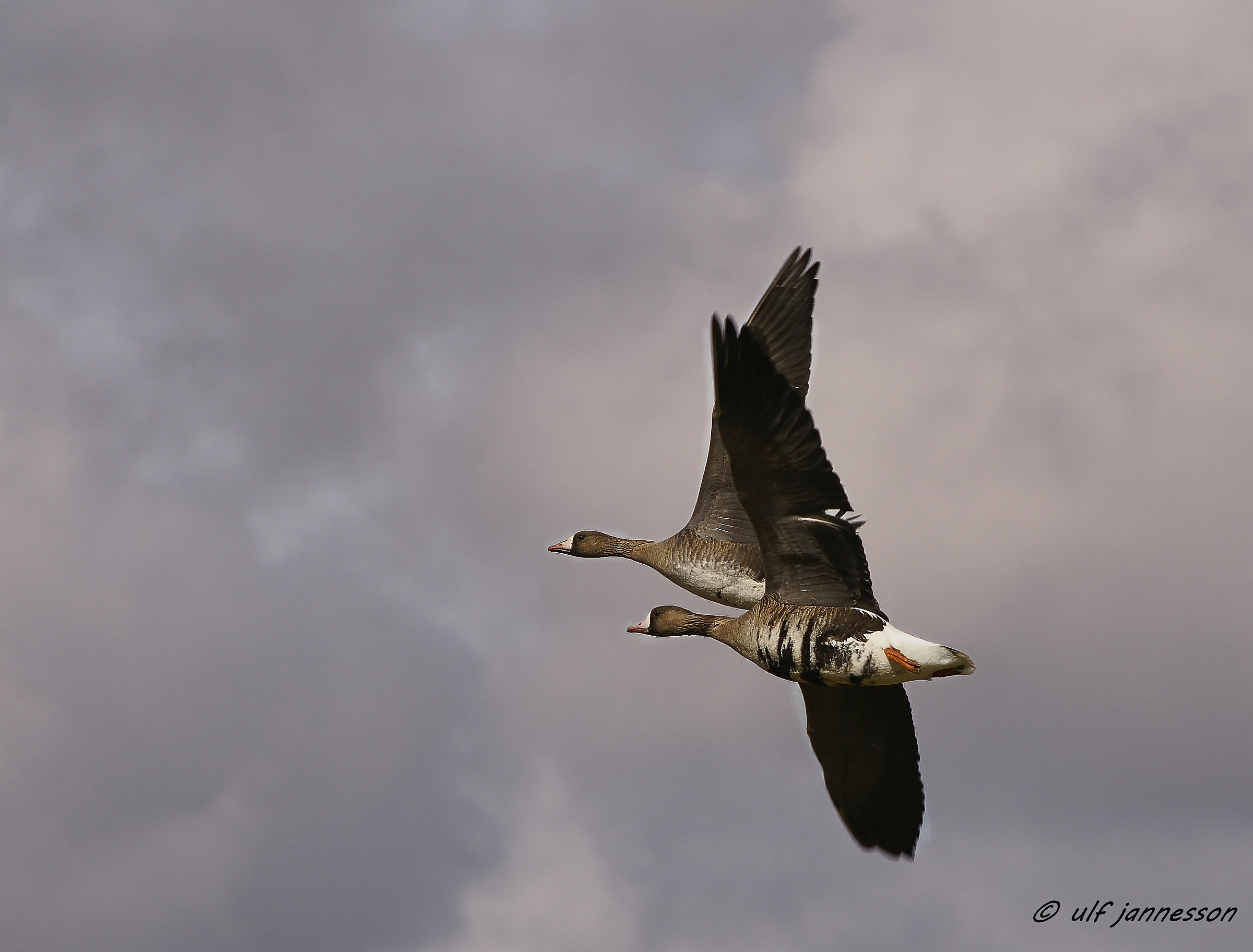 White-fronted Goose flying to an unknown destination