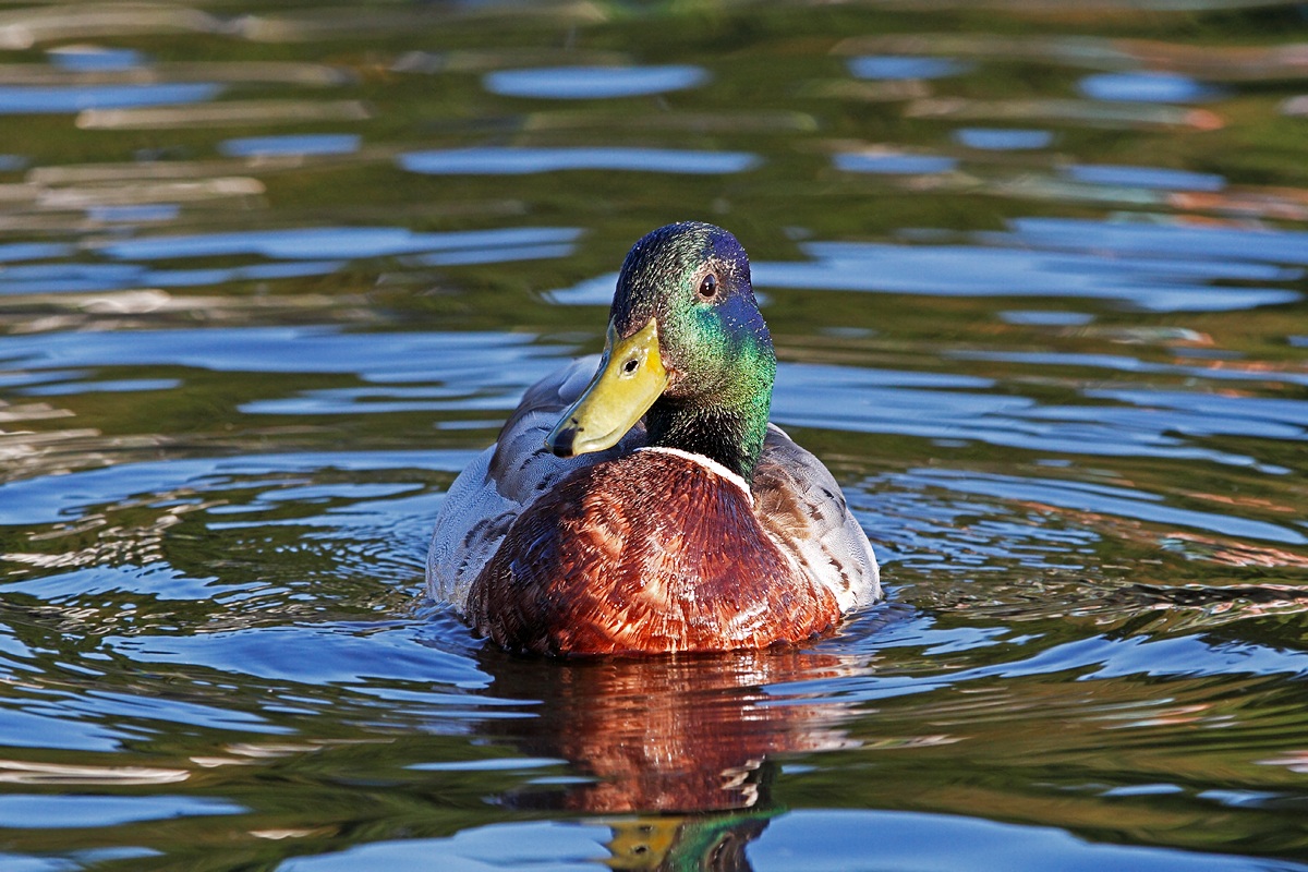 Germano - Lake Neagh Britain