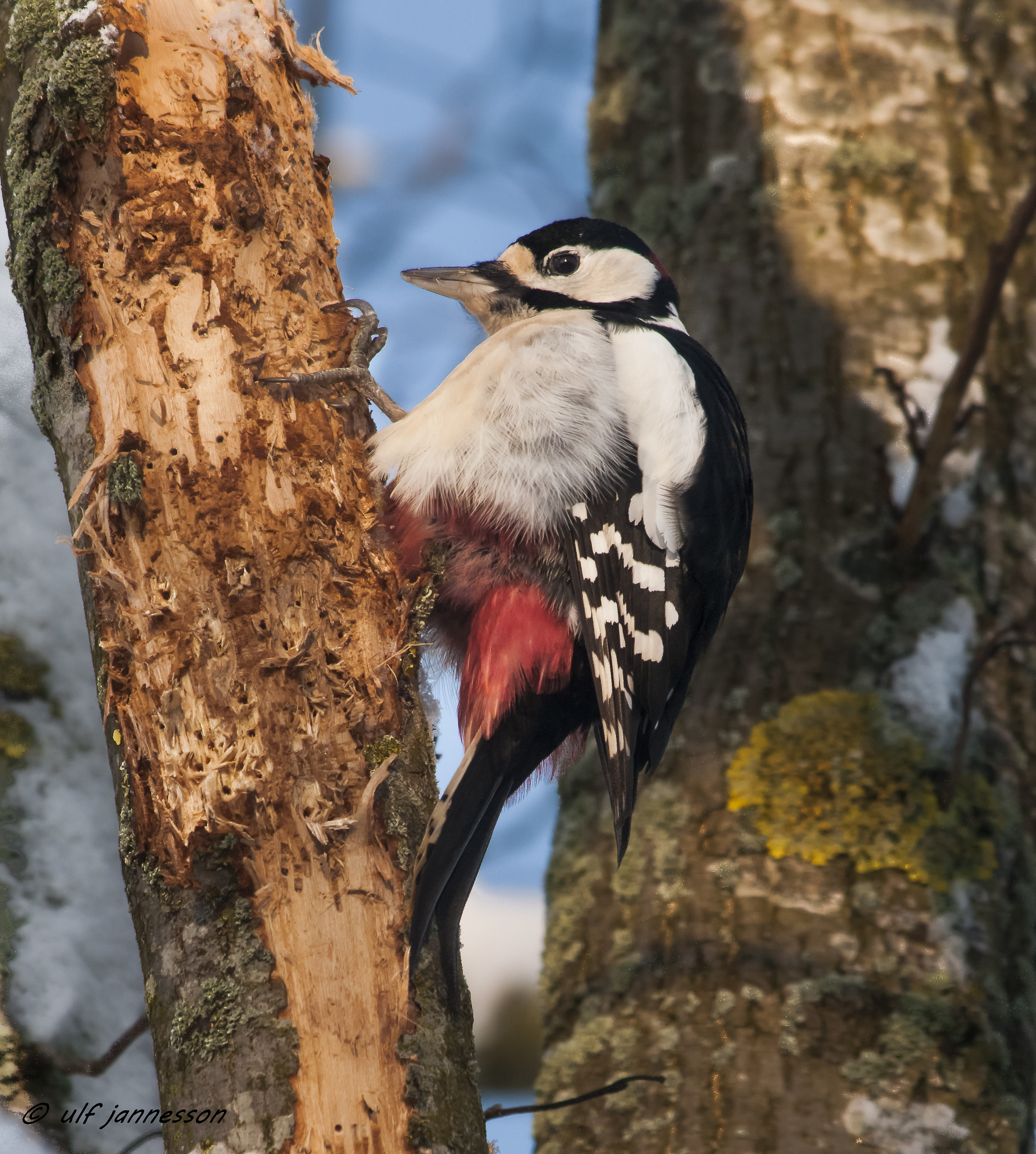 Great Spotted Woodpecker