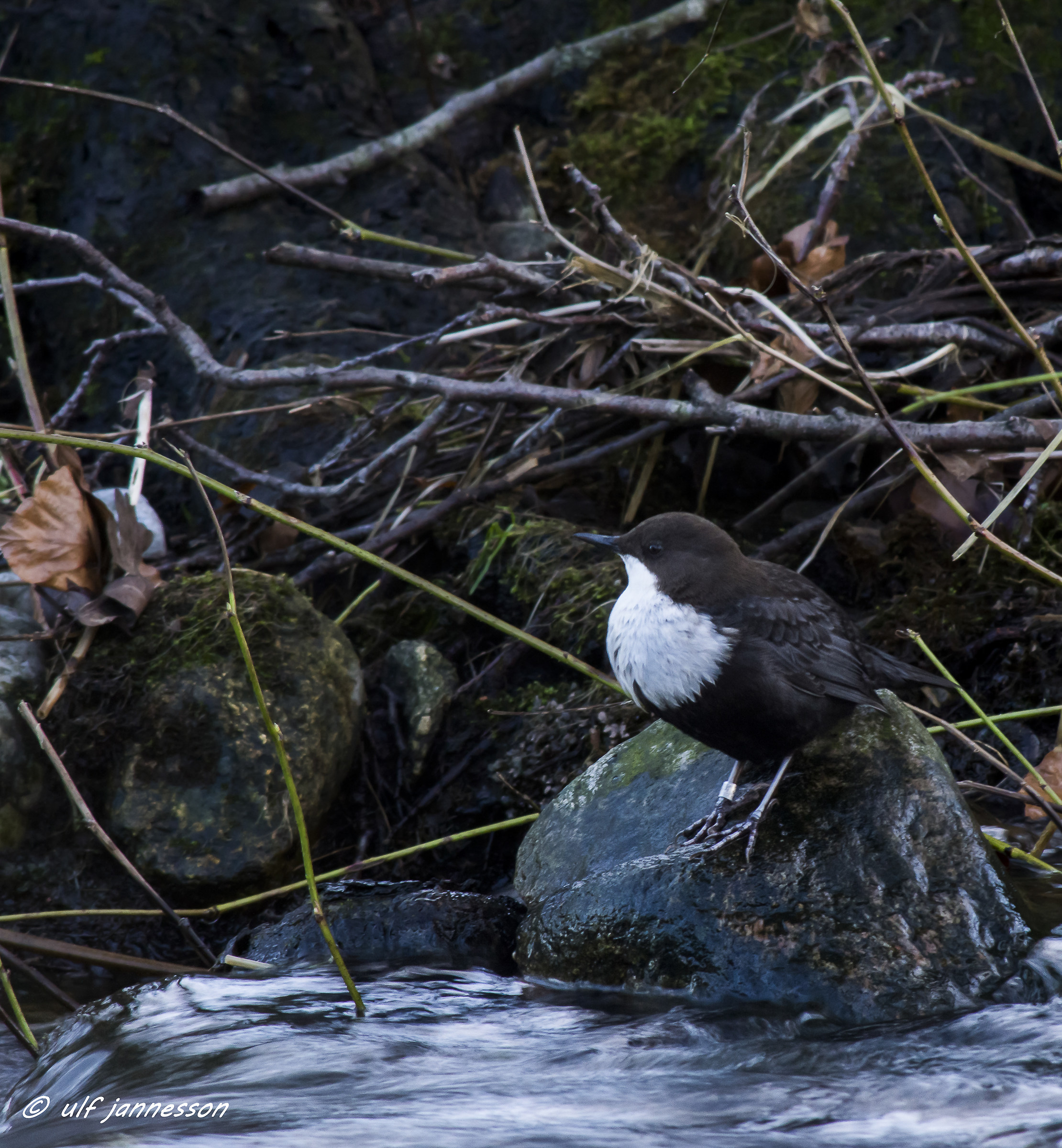 Il Carro in attesa di cibo