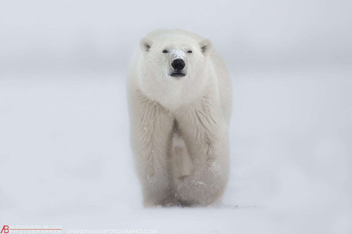 In the midst of the snowstorm ....