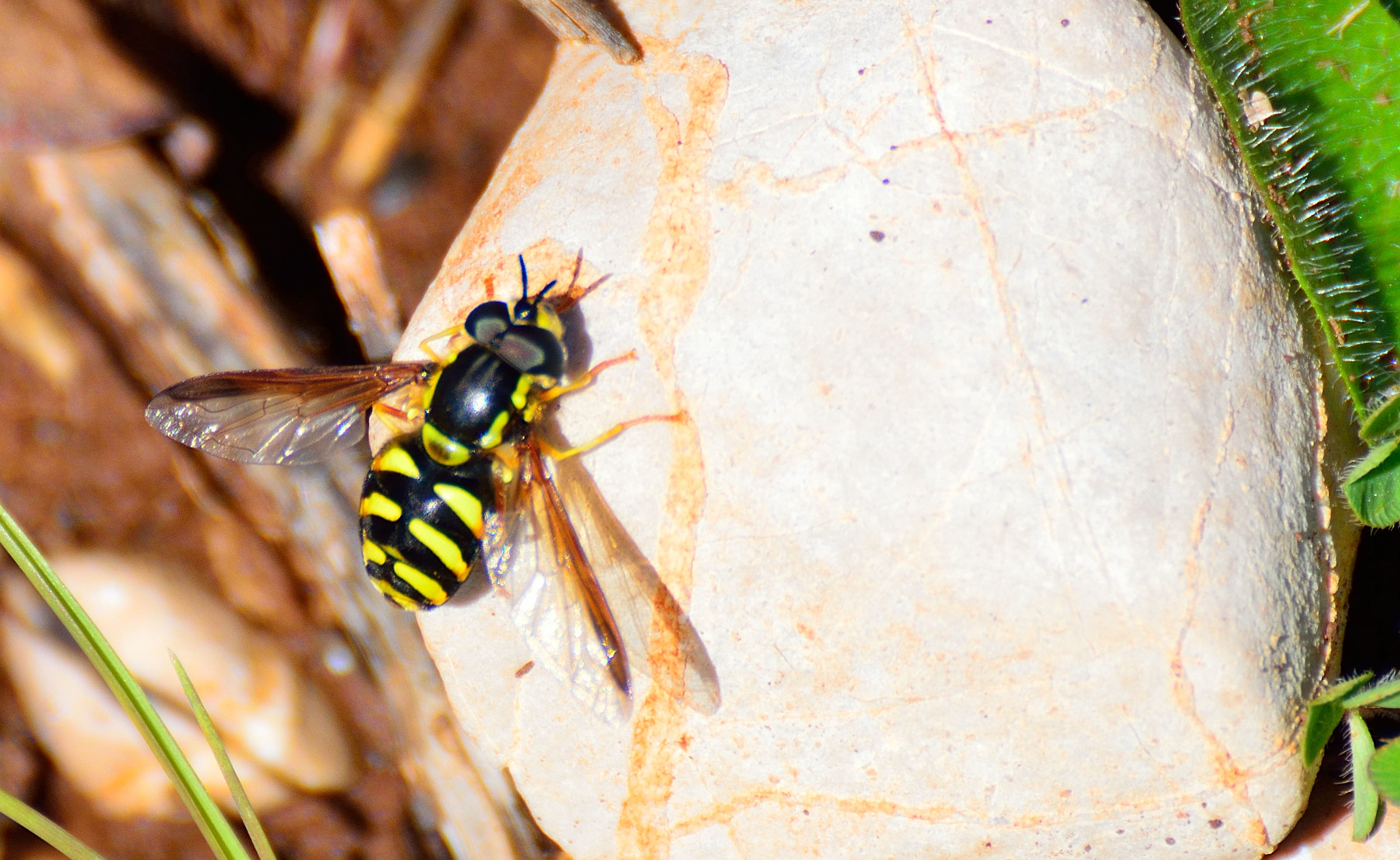 Mosca Dasysyrphus albostriatus
