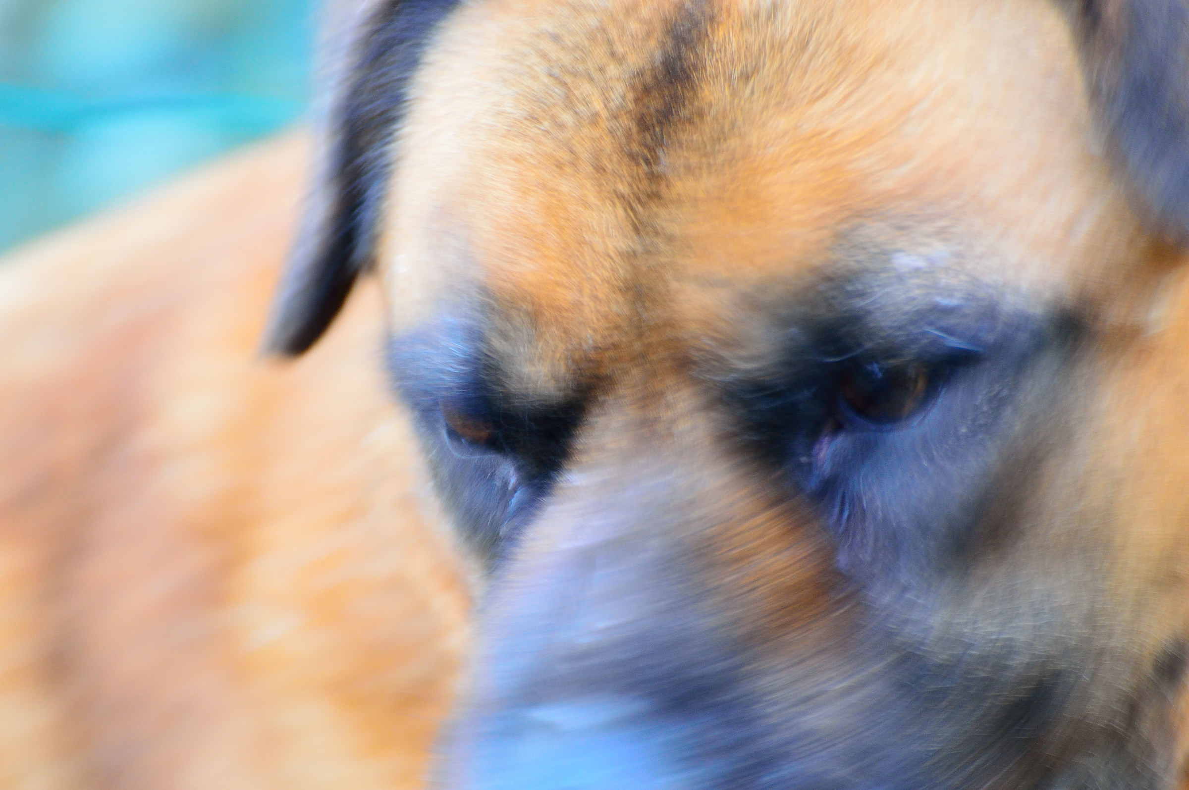 Lo sguardo del mio cane Spike