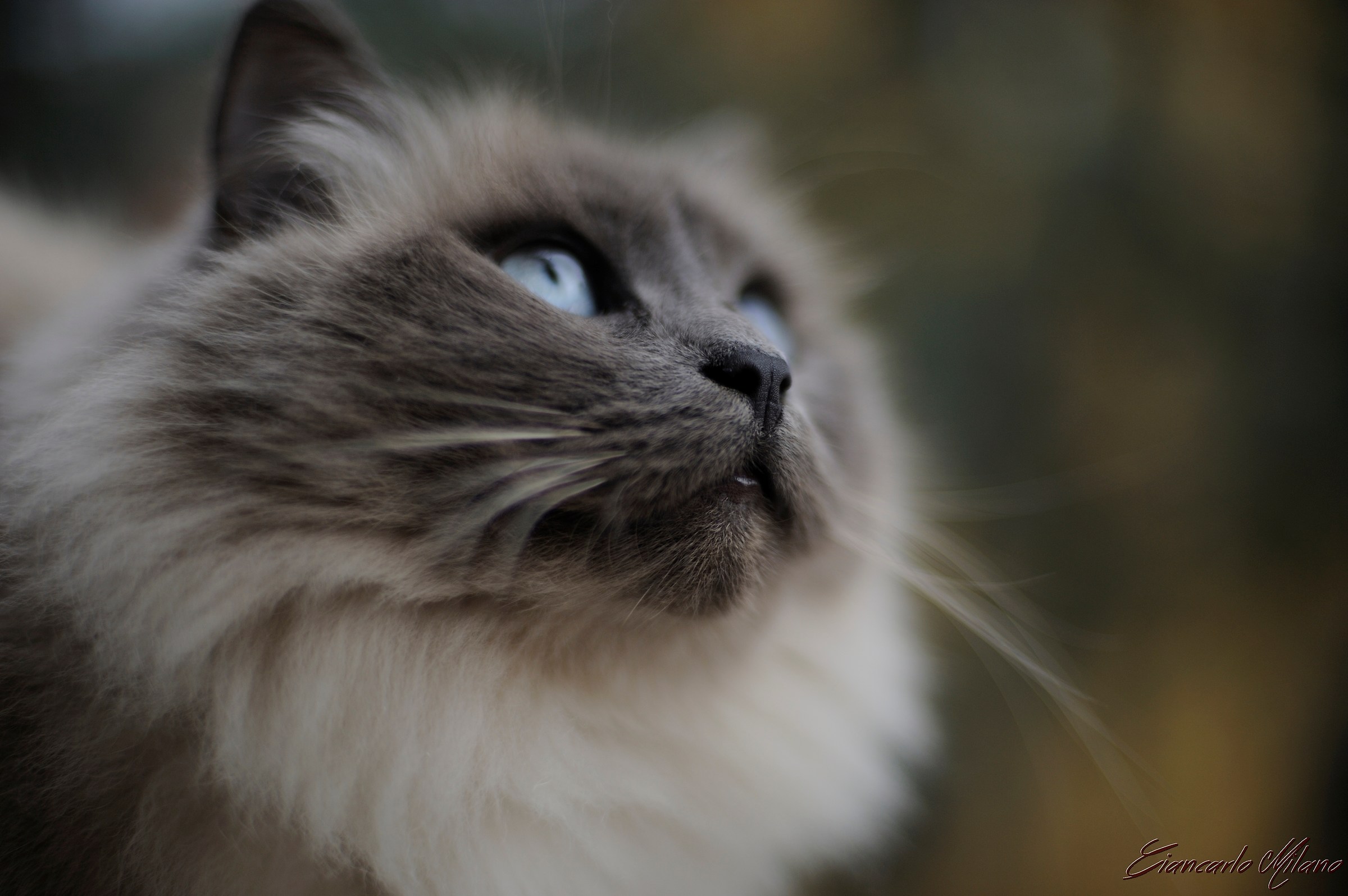 Sguardo cà me fà annàmmurà