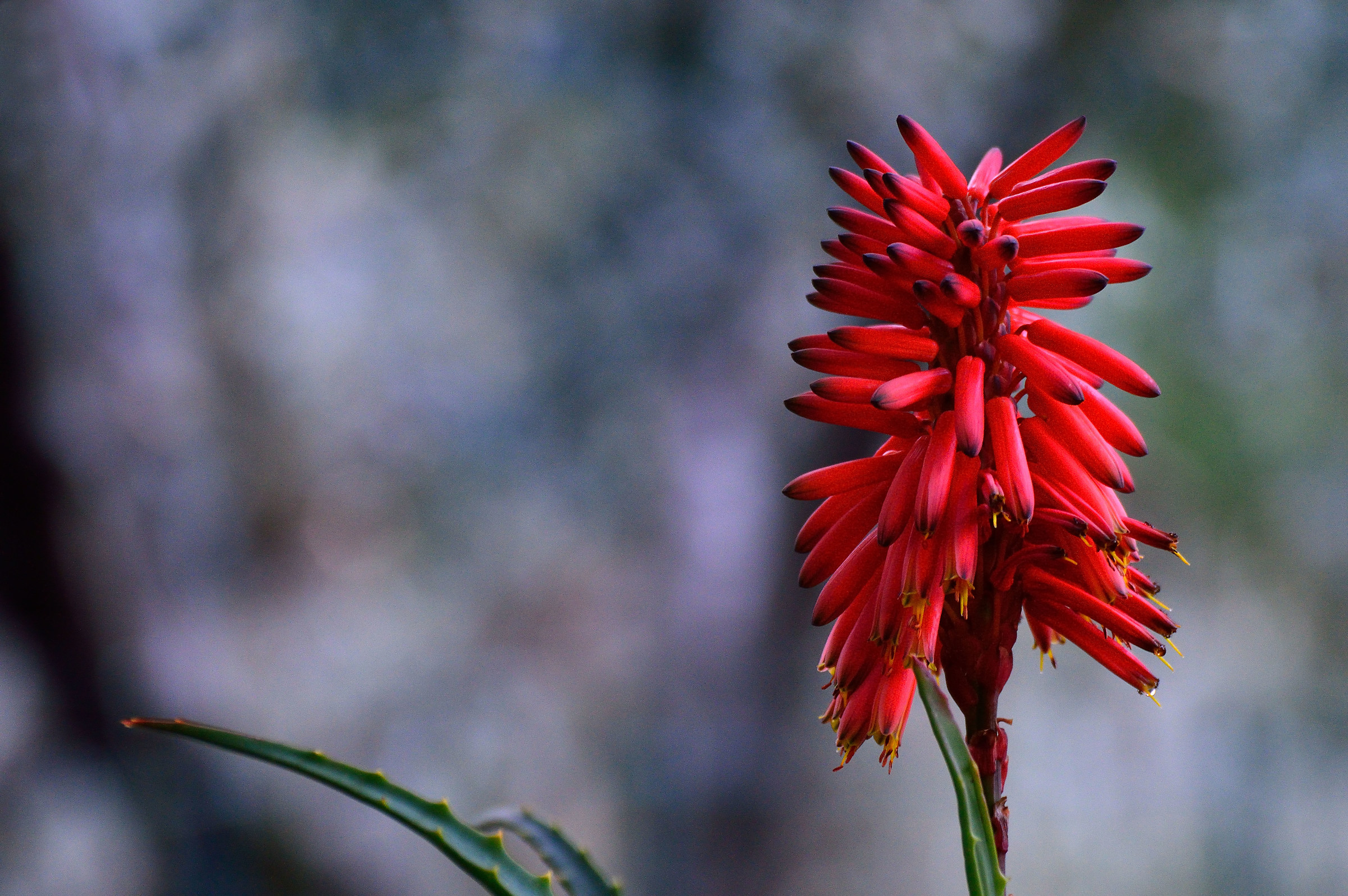 Fiore di Aloe Arborescens