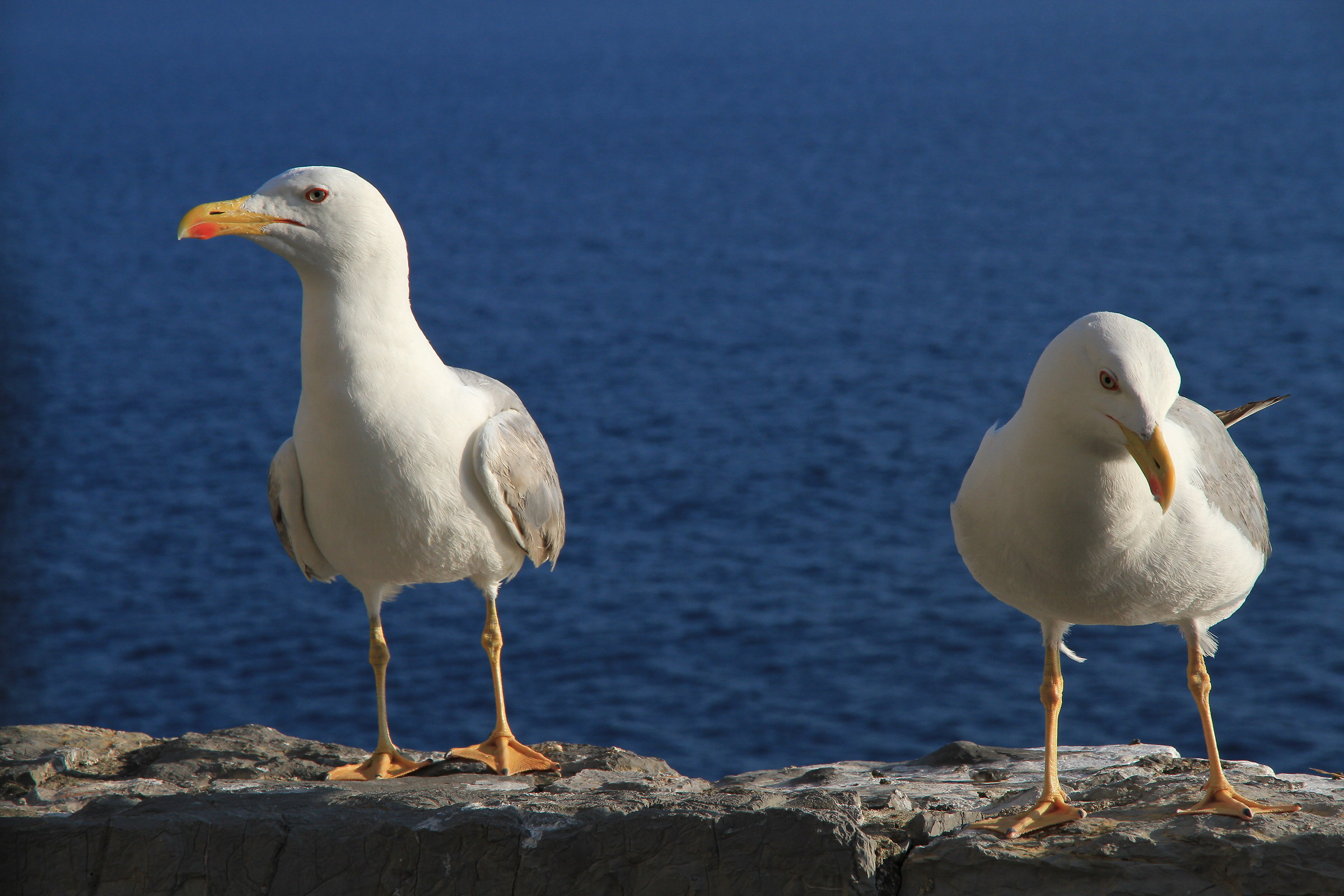 Gulls of the "Cinque Terre"