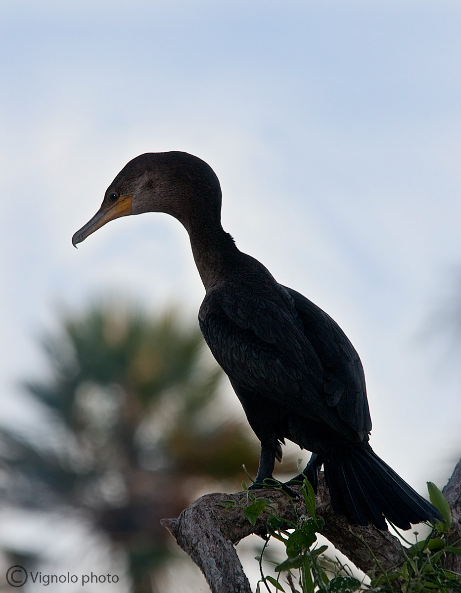 Cormorano