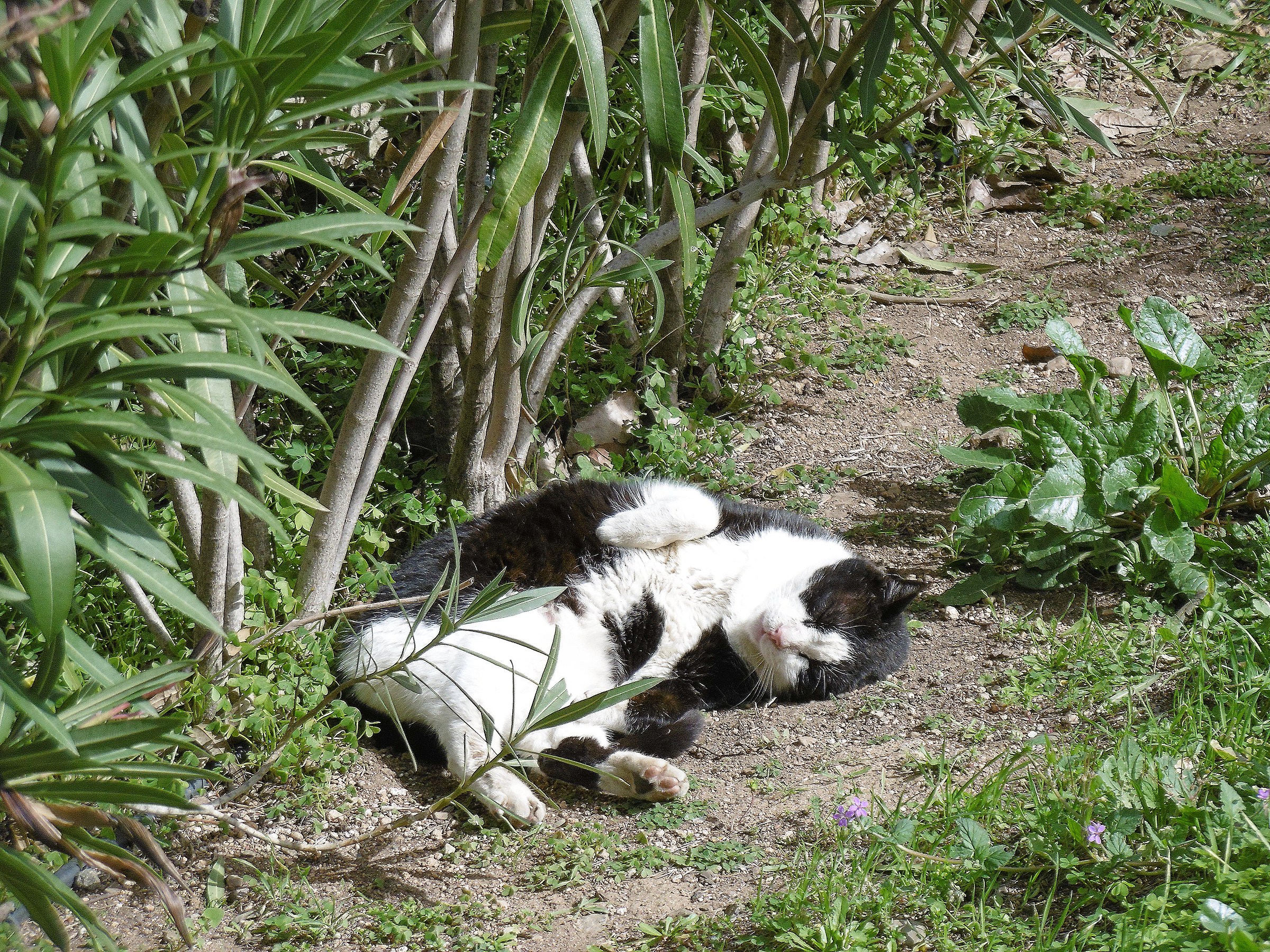 Piccola pantera dorme nella jungla