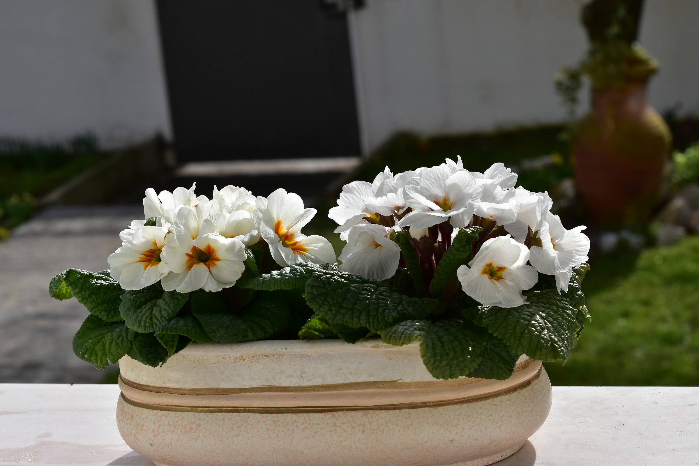 primroses