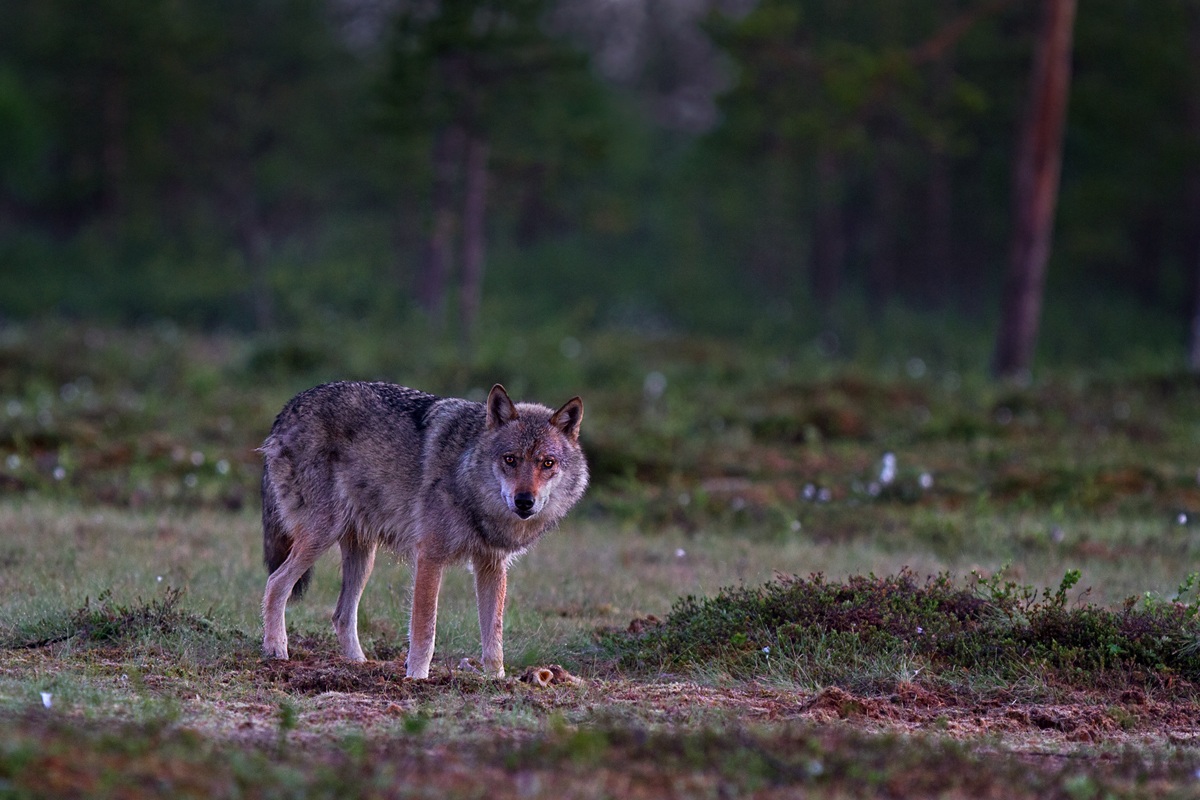 Wolf howls ......................