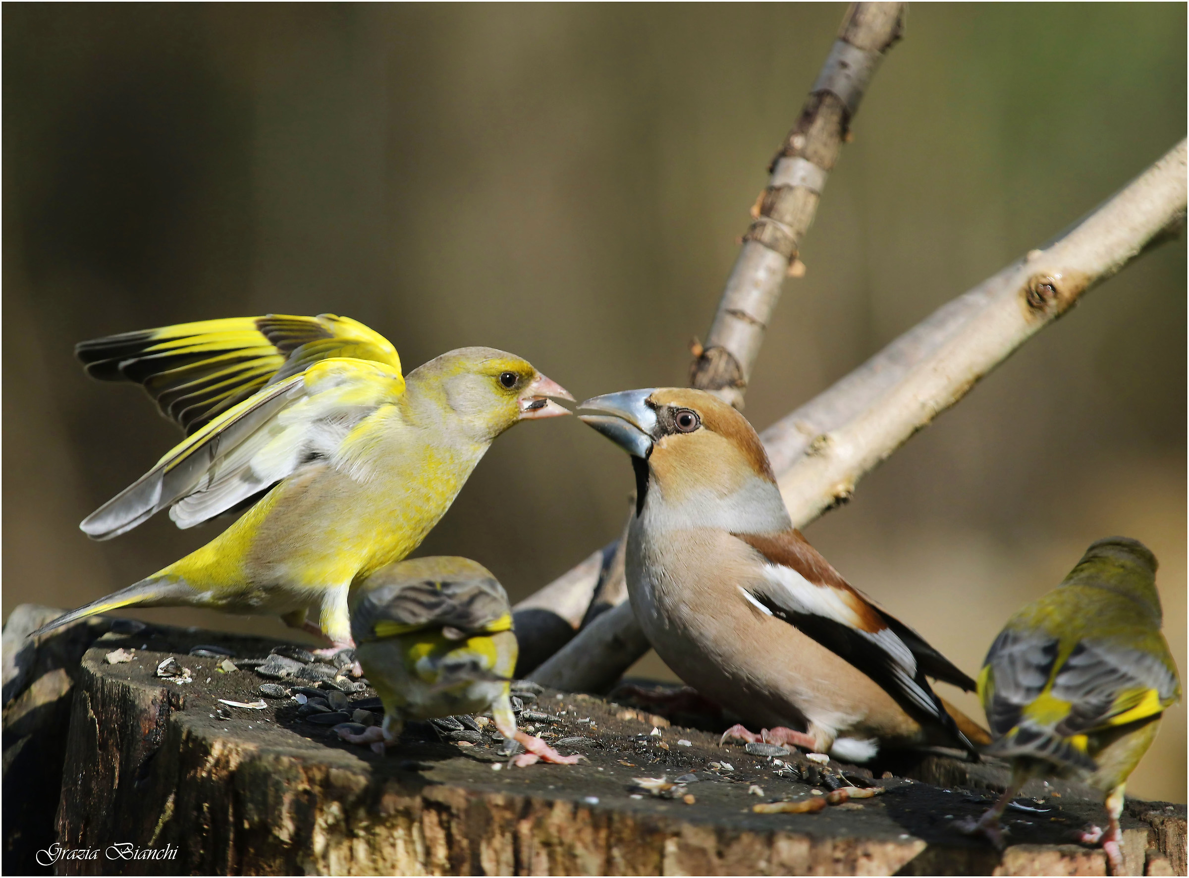 verdone che toglie un seme al frosone