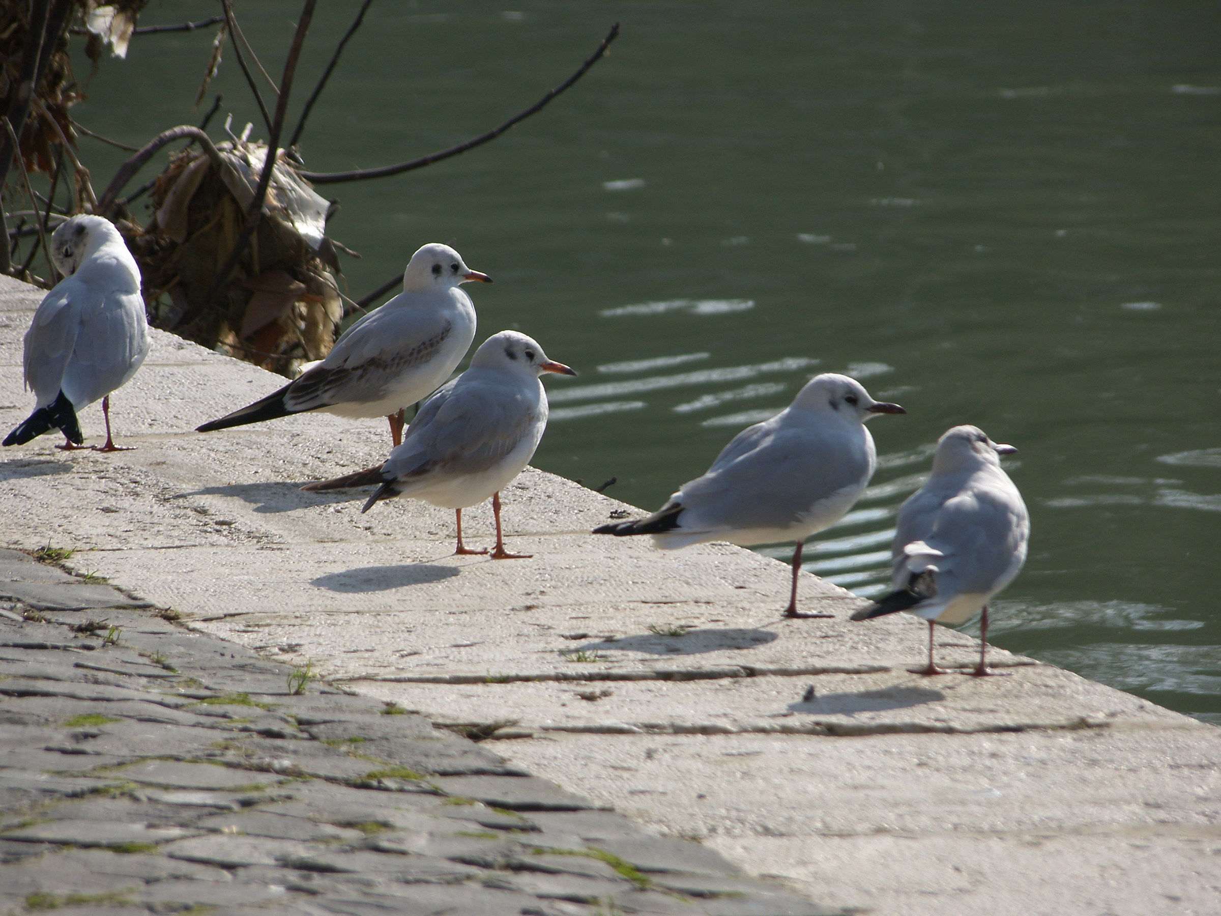 In fila per il bagno