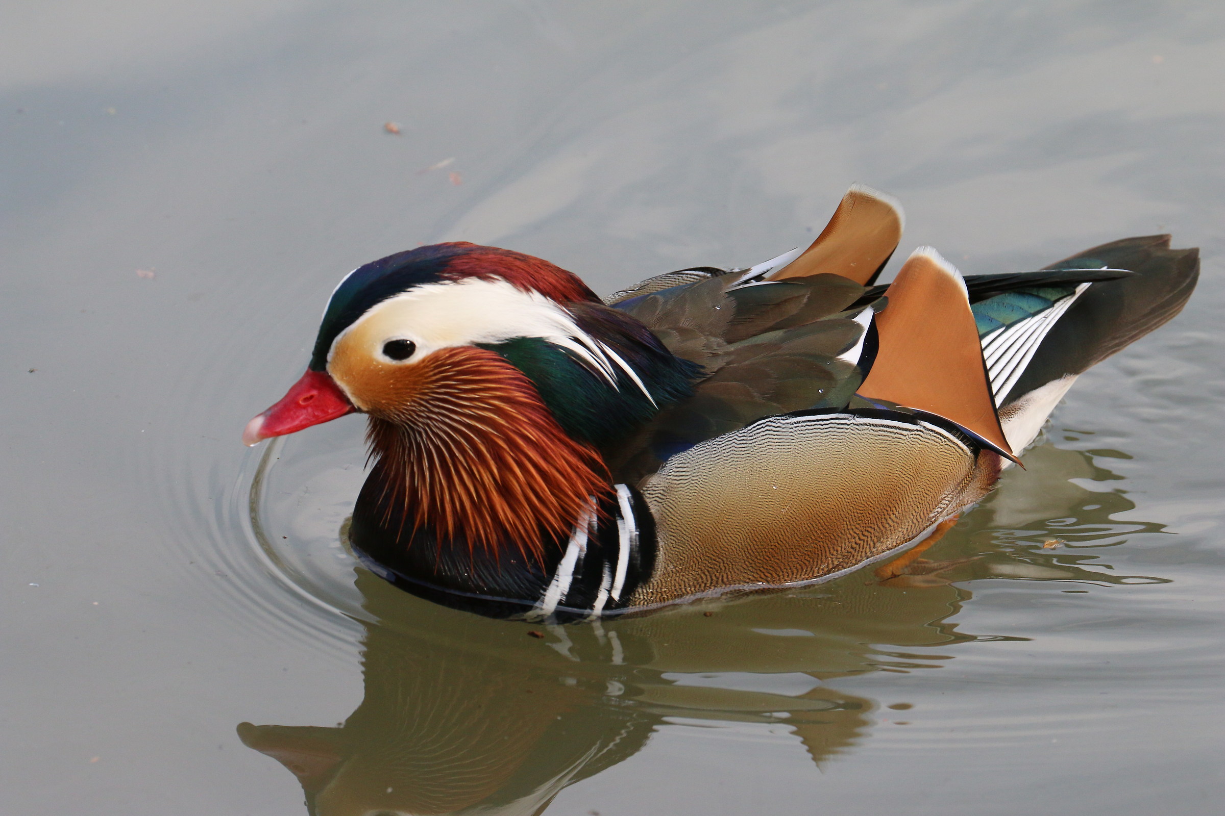 Mandarina - the park of Legnano Castle