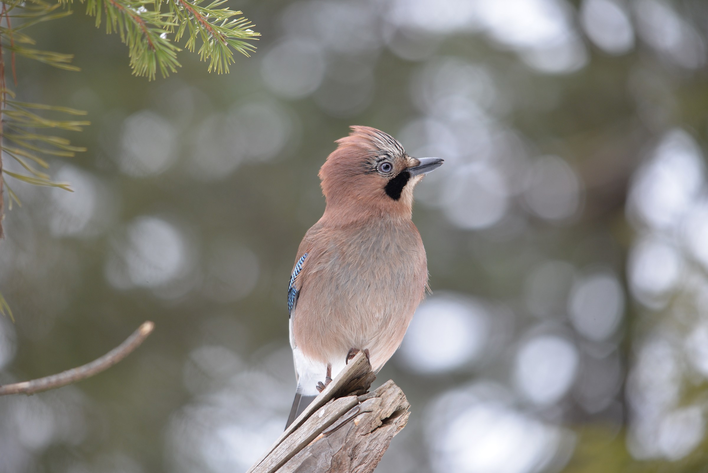 non alzare la cresta tu
