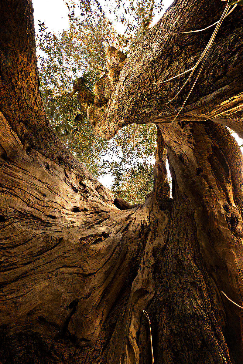 nel cuore dell'ulivo