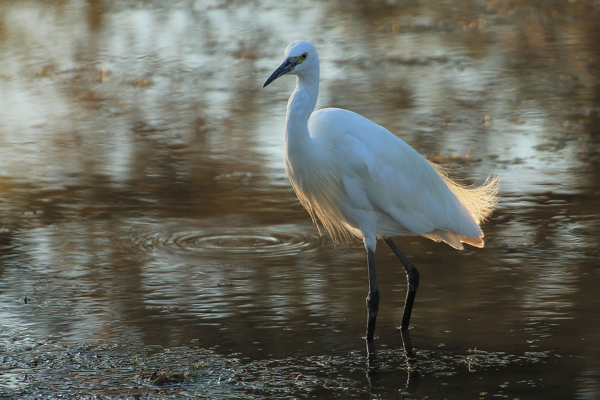 Garzetta al tramonto