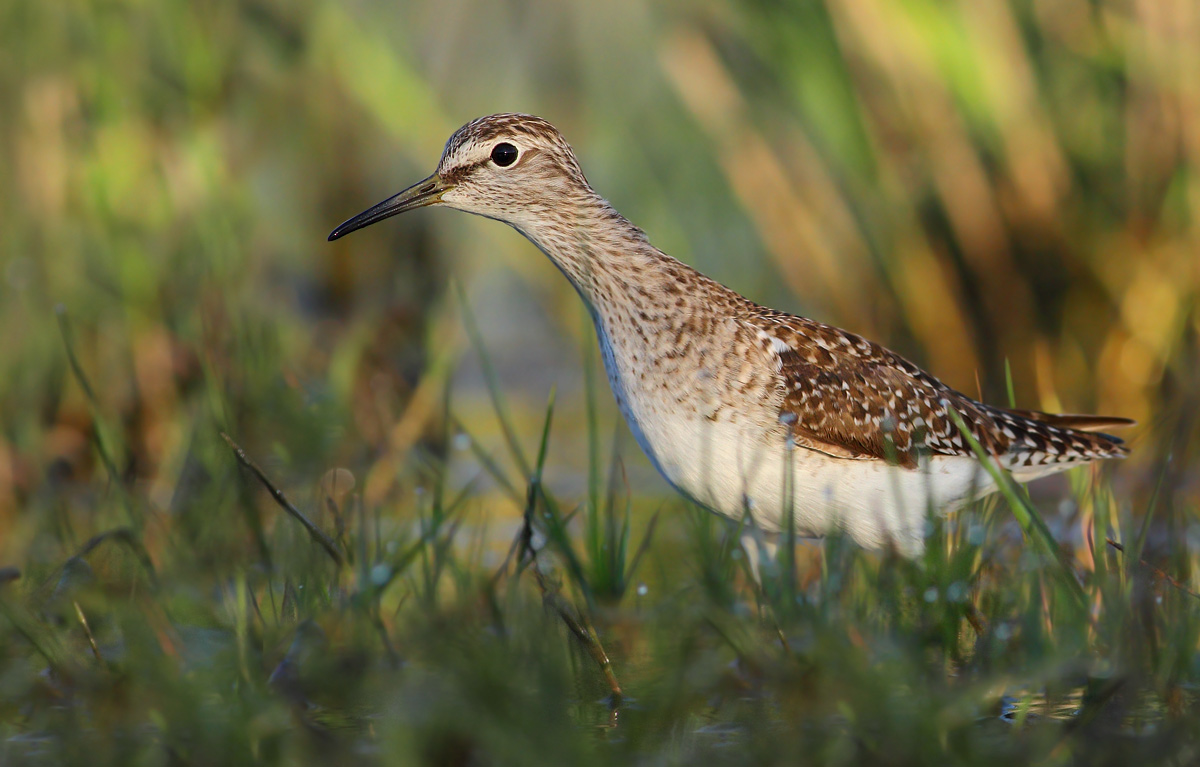 Wood Sandpiper