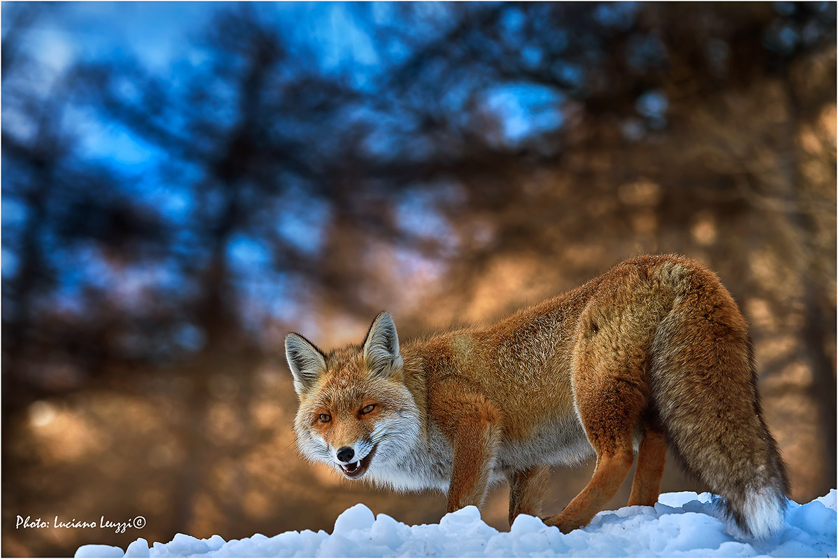 Red fox