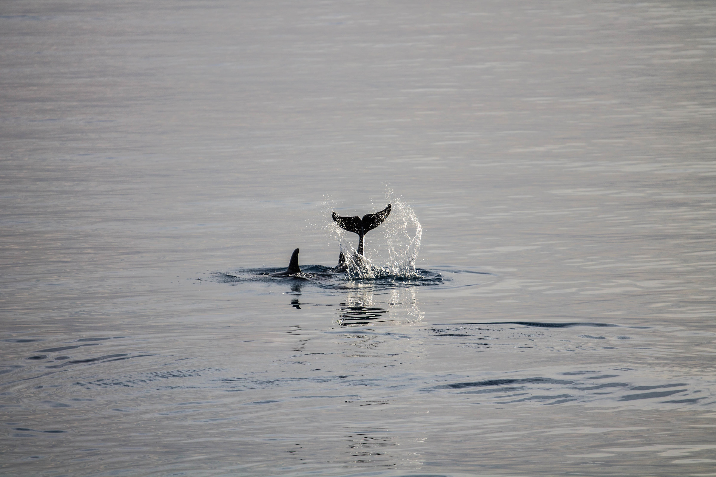 Dolphins in the Red Sea