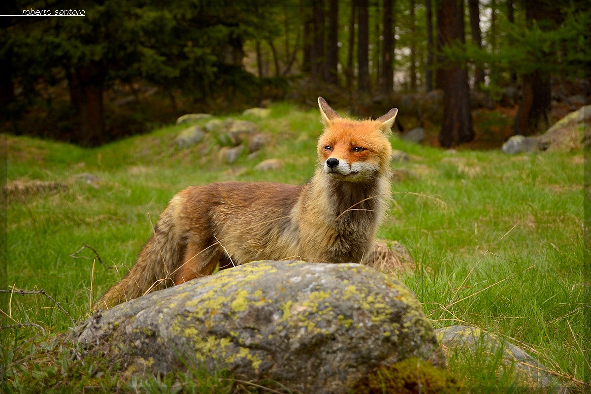 Fox