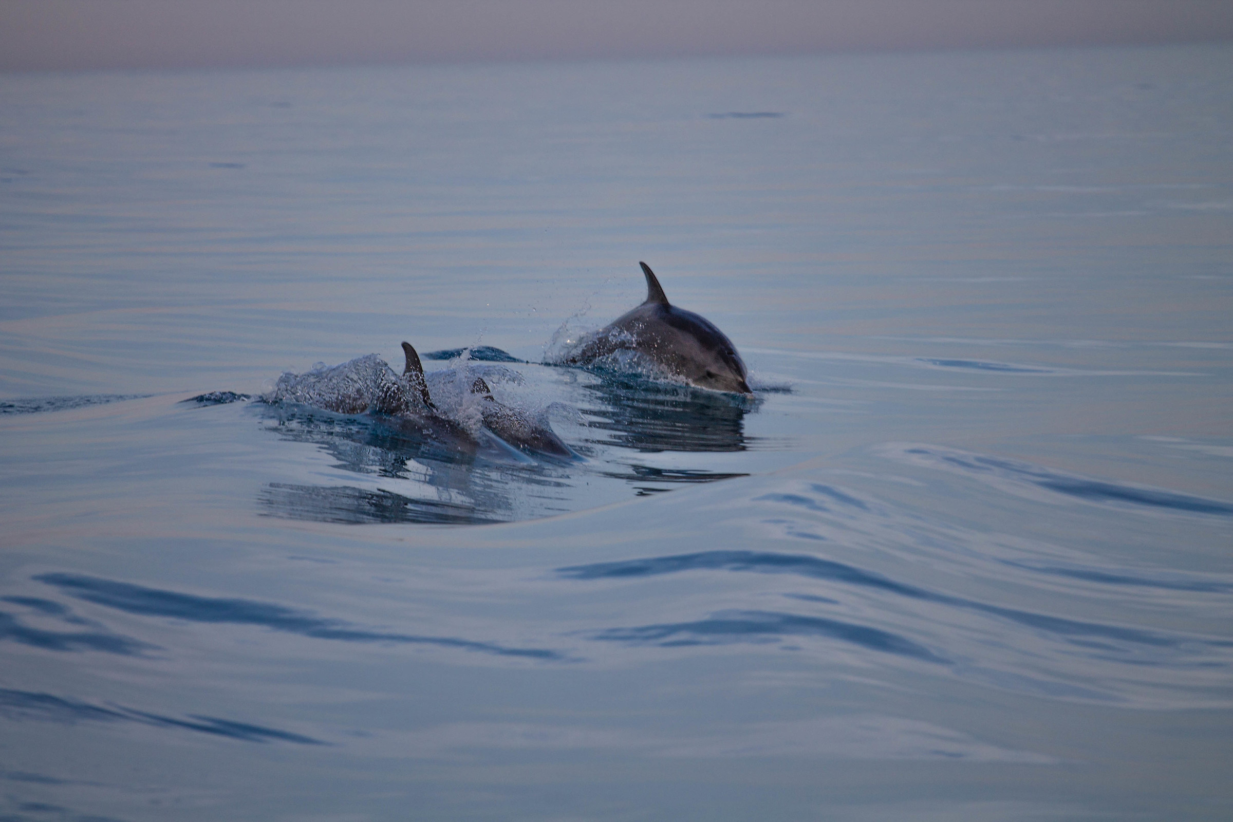Dolphins in the Red Sea