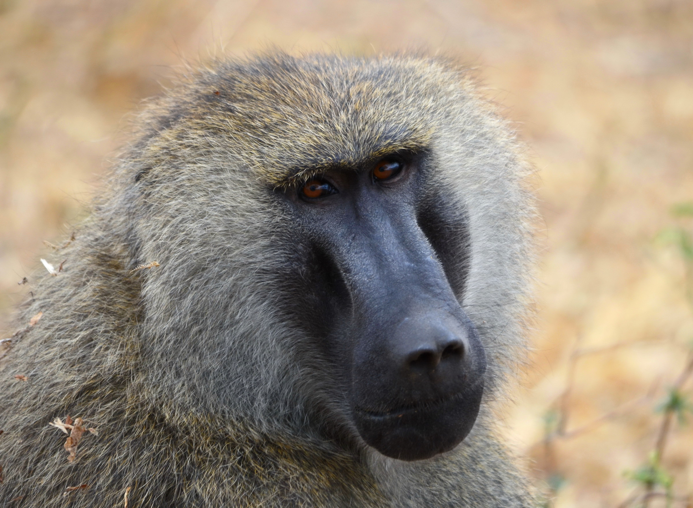 The leader of the pack