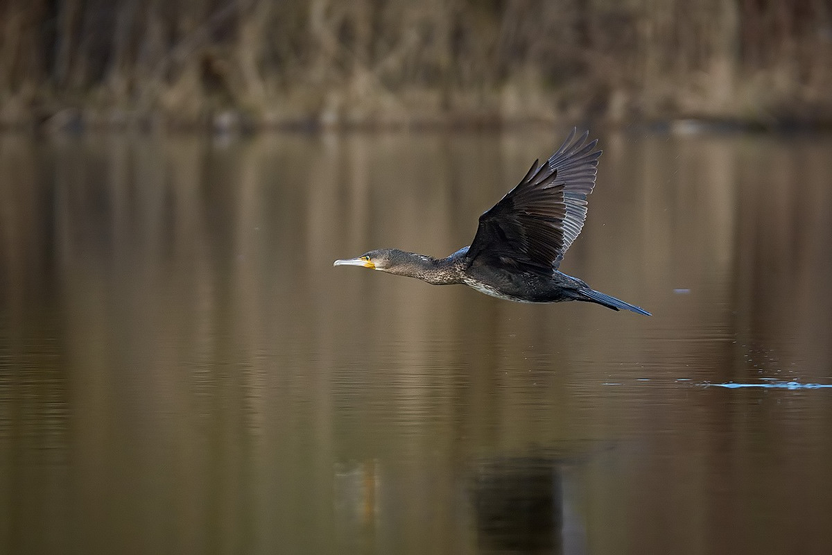 Cormorant