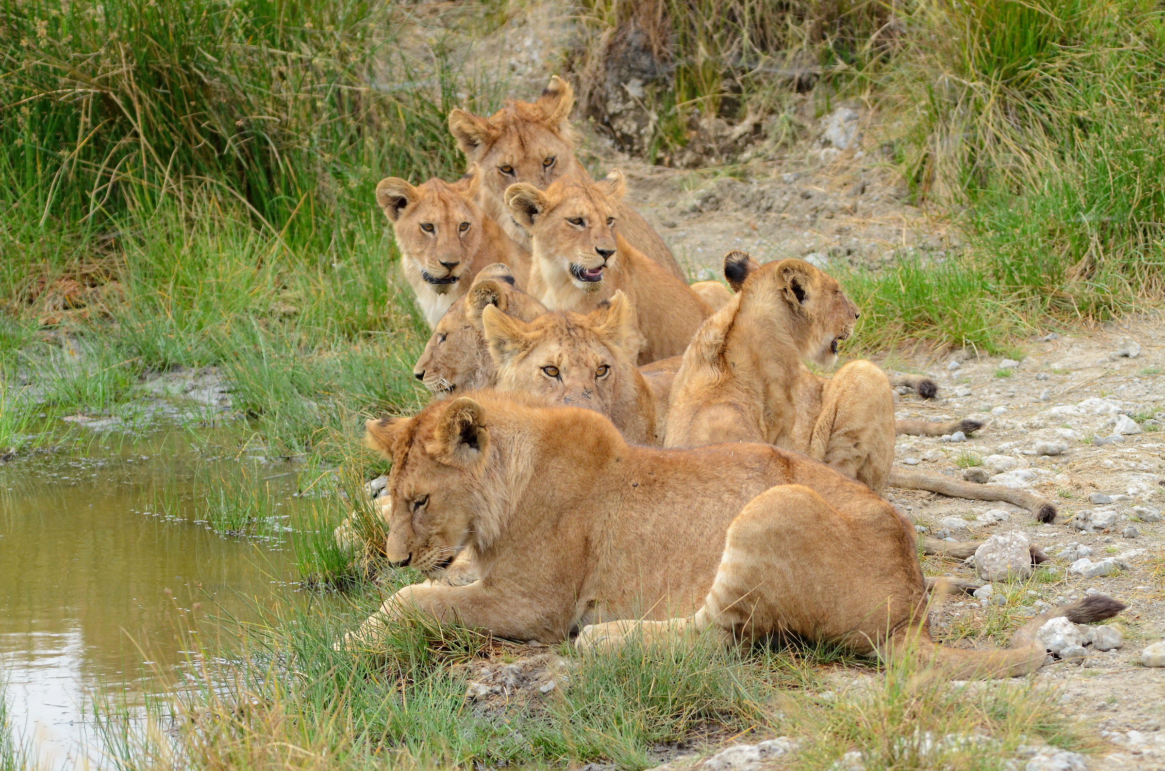 The watering of 7 brothers