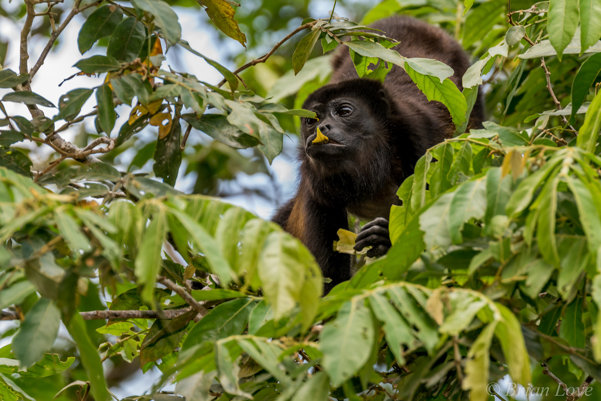 Welcome to the Jungle - Howler Monkey