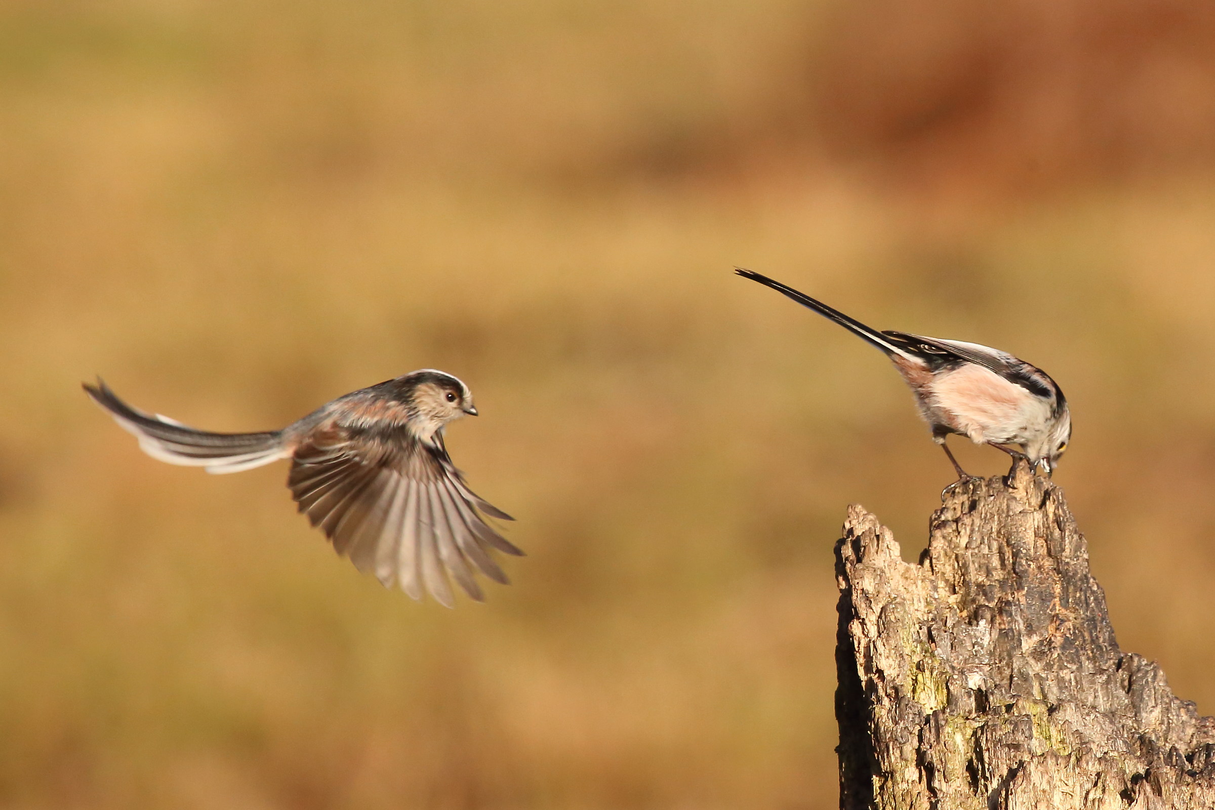 Long-tailed Tit