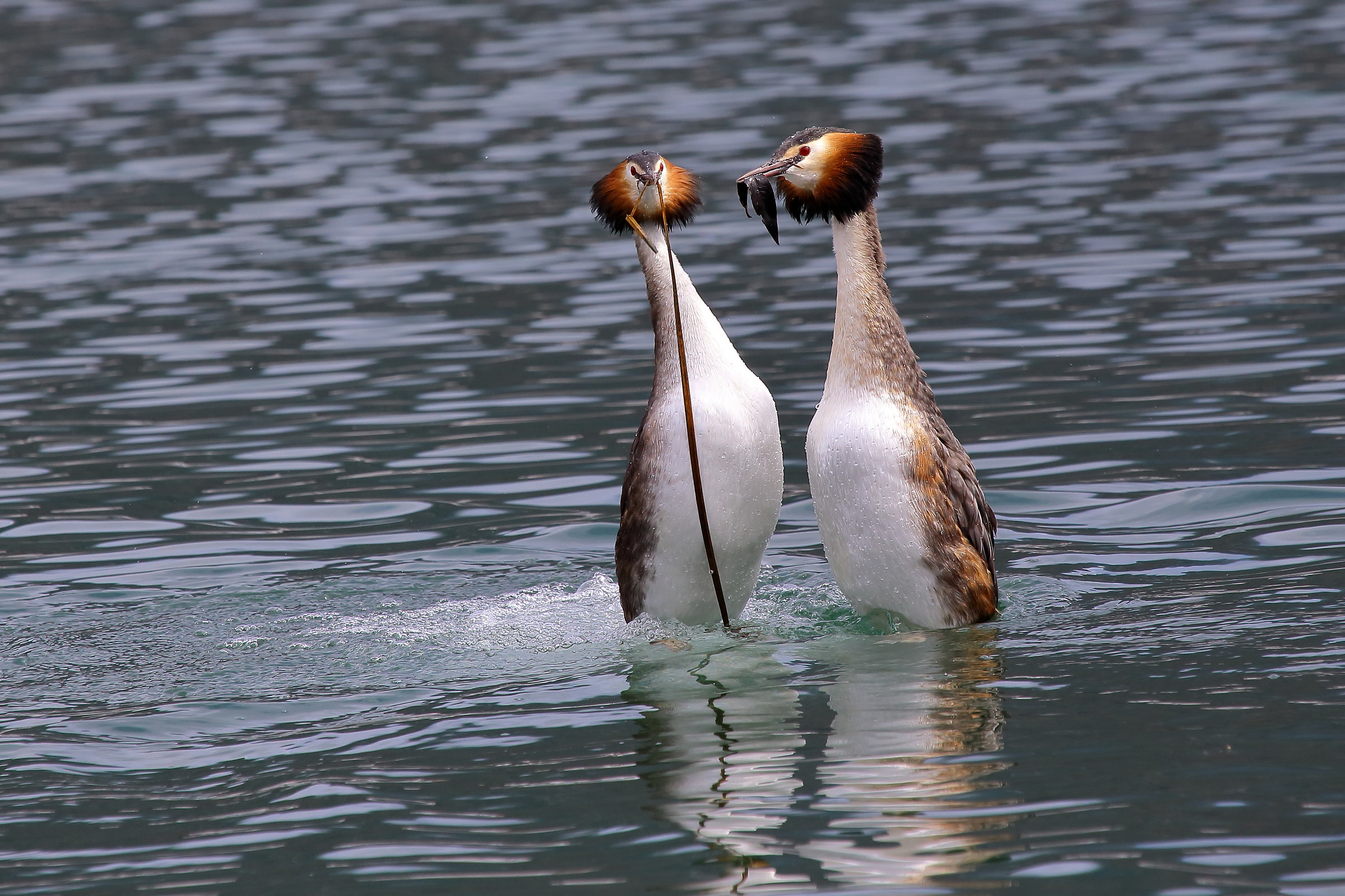 Courtship of great crested grebe
