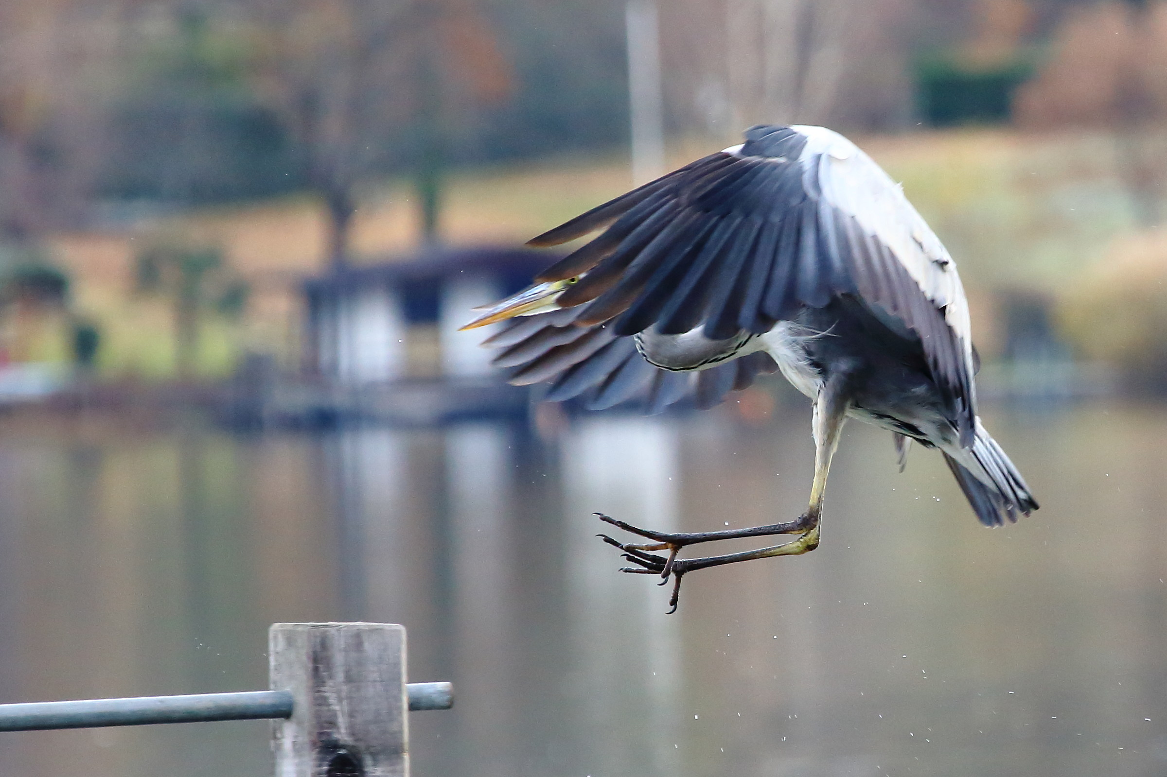 Grey Heron