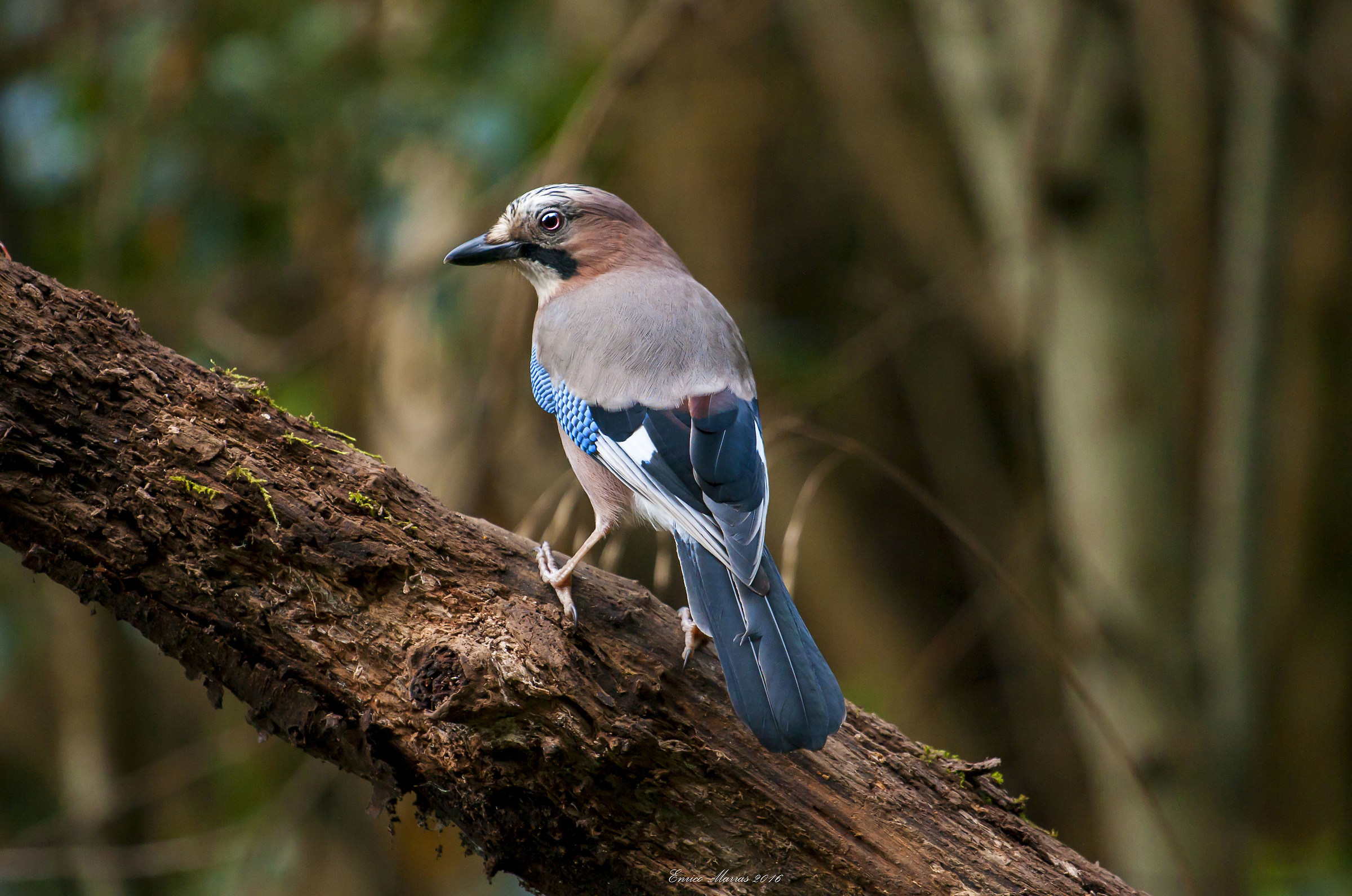 Sarda jay (Garrulus glandarius Linnaeus)