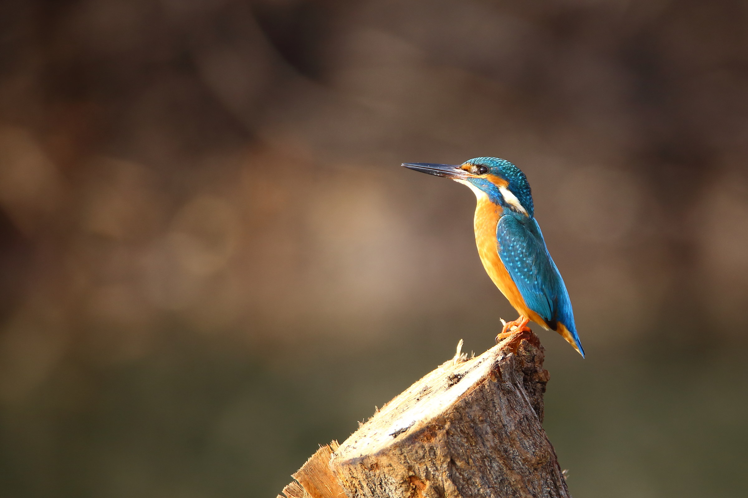 Martin pescatore sequenza